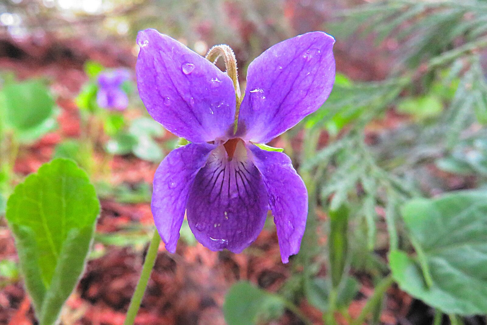 Canon PowerShot SX540 HS sample photo. Violet, flower, nature photography