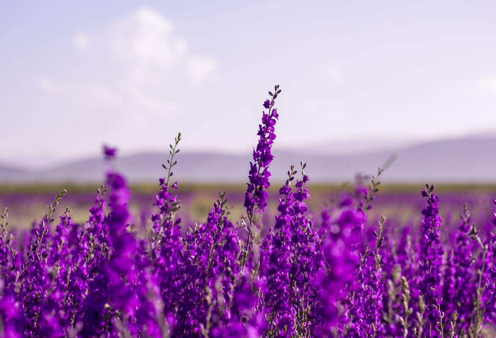 Canon EF 50mm F1.8 II sample photo. Flowers, purple, lavender photography
