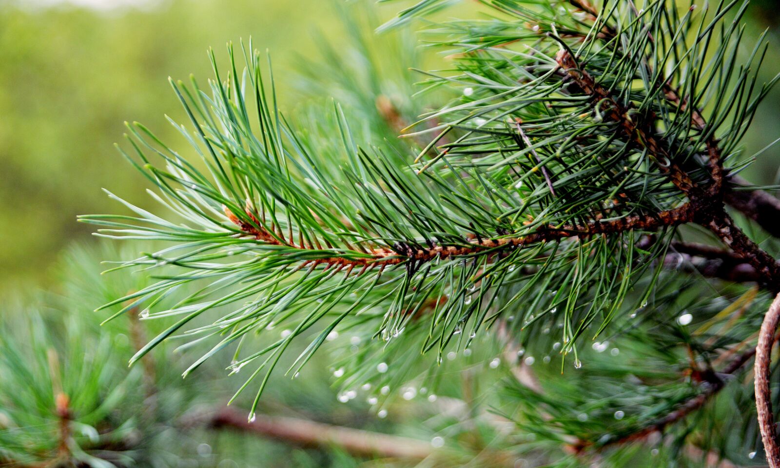 Nikon D610 sample photo. Tree, fir, forest photography