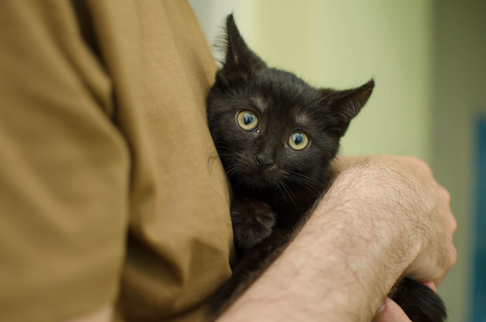 Nikon D7000 sample photo. Domestic cat, man, cat photography