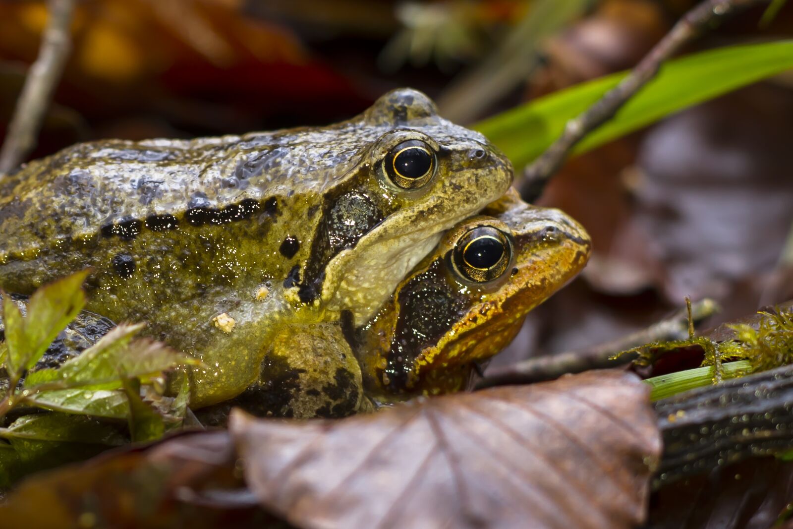Canon EOS 7D sample photo. Frog, pairing, nature photography