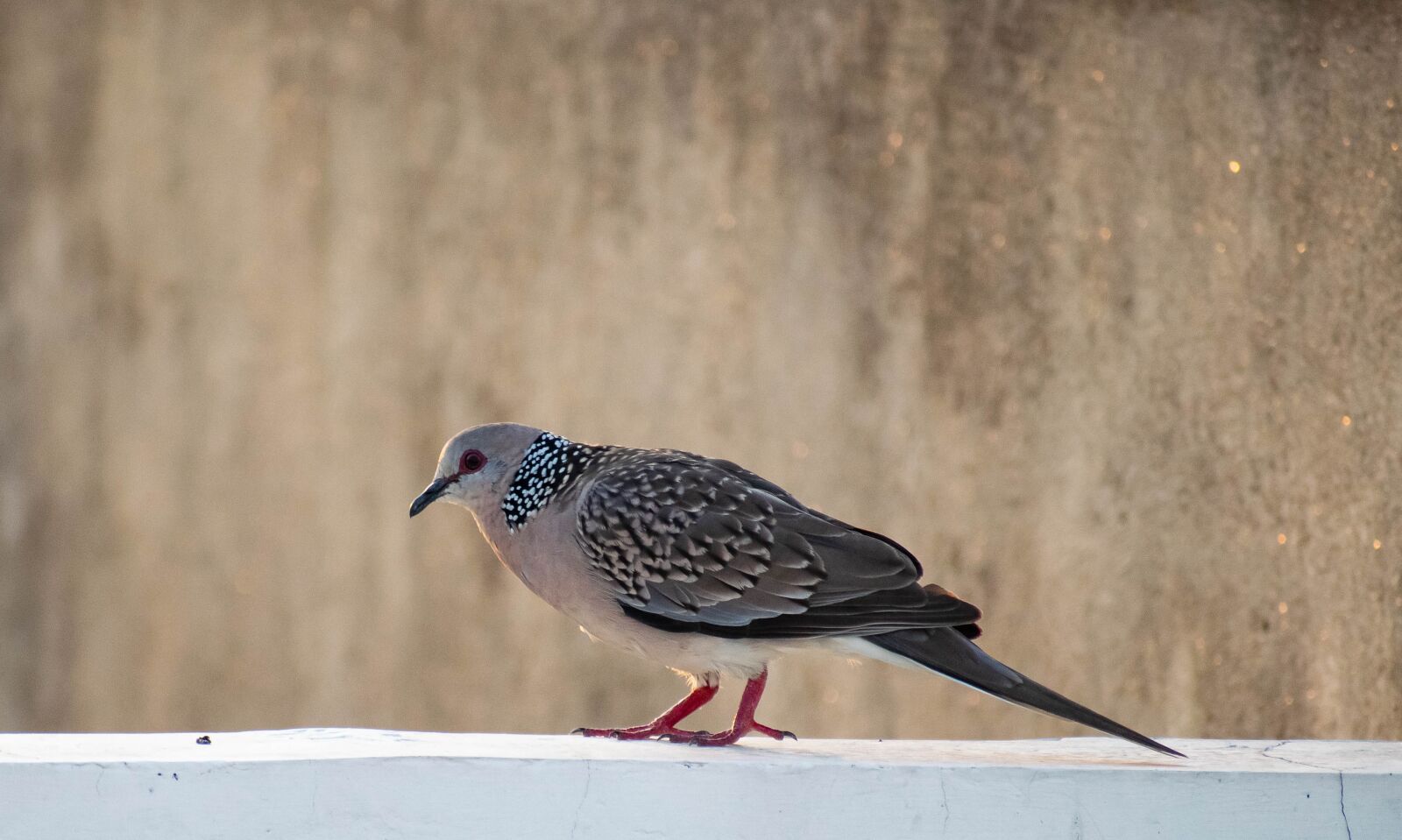 Nikon D3300 sample photo. Dove, bird, pigeon photography