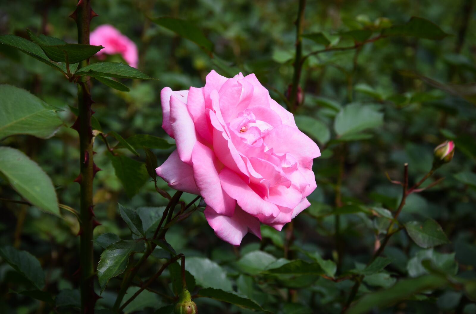 Nikon D5300 sample photo. Rose, blume, rosa photography