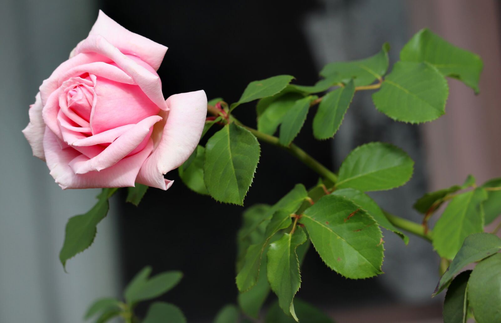 Canon EOS 800D (EOS Rebel T7i / EOS Kiss X9i) sample photo. Rose, pink, flower photography