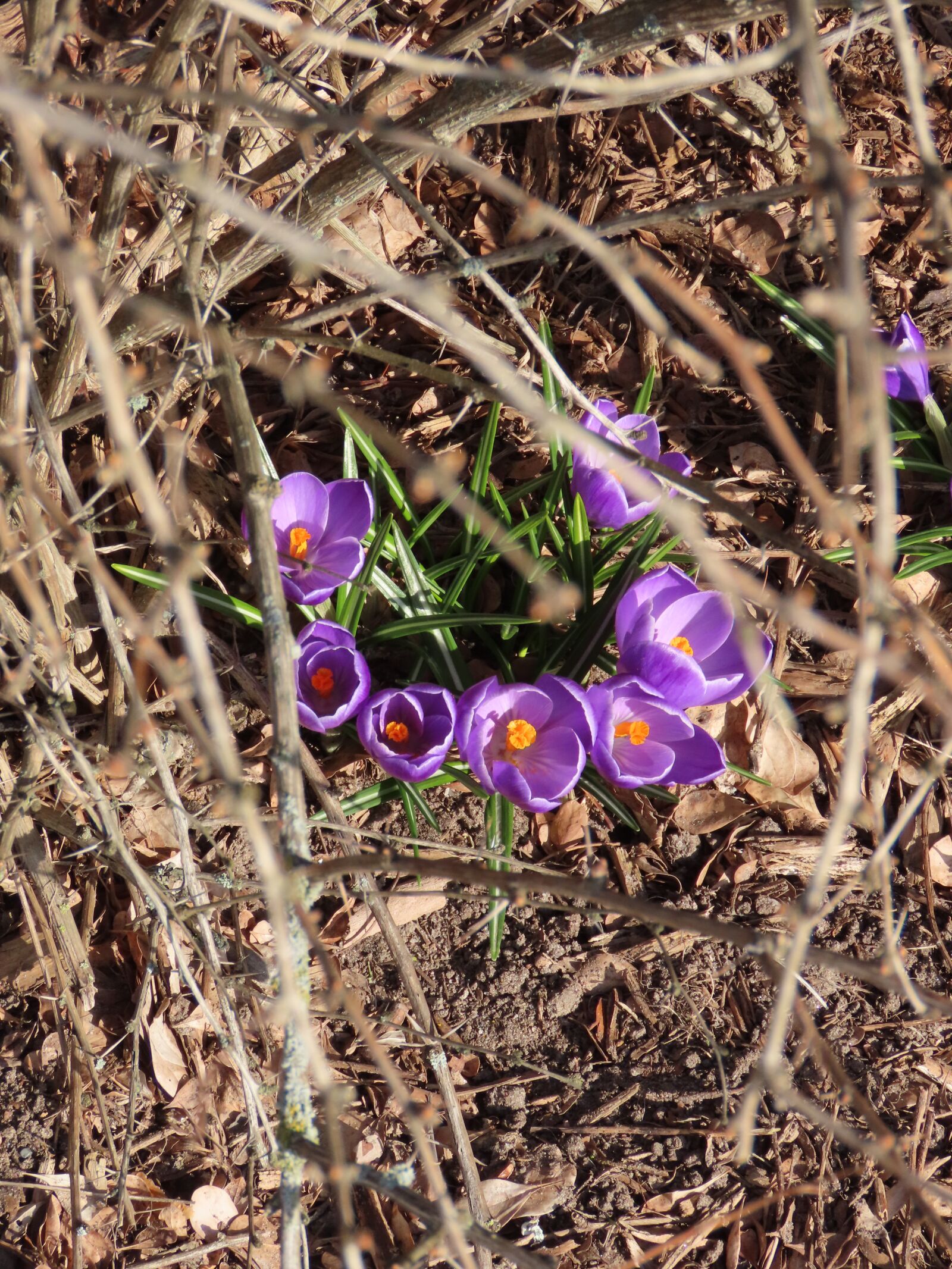 Canon PowerShot SX70 HS sample photo. Crocus, spring flower, spring photography