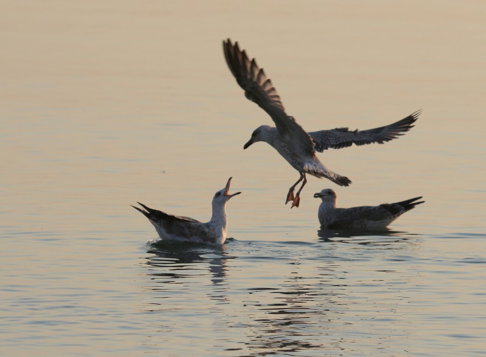 Canon EF 100-400mm F4.5-5.6L IS USM sample photo. Seagull, flight, water photography