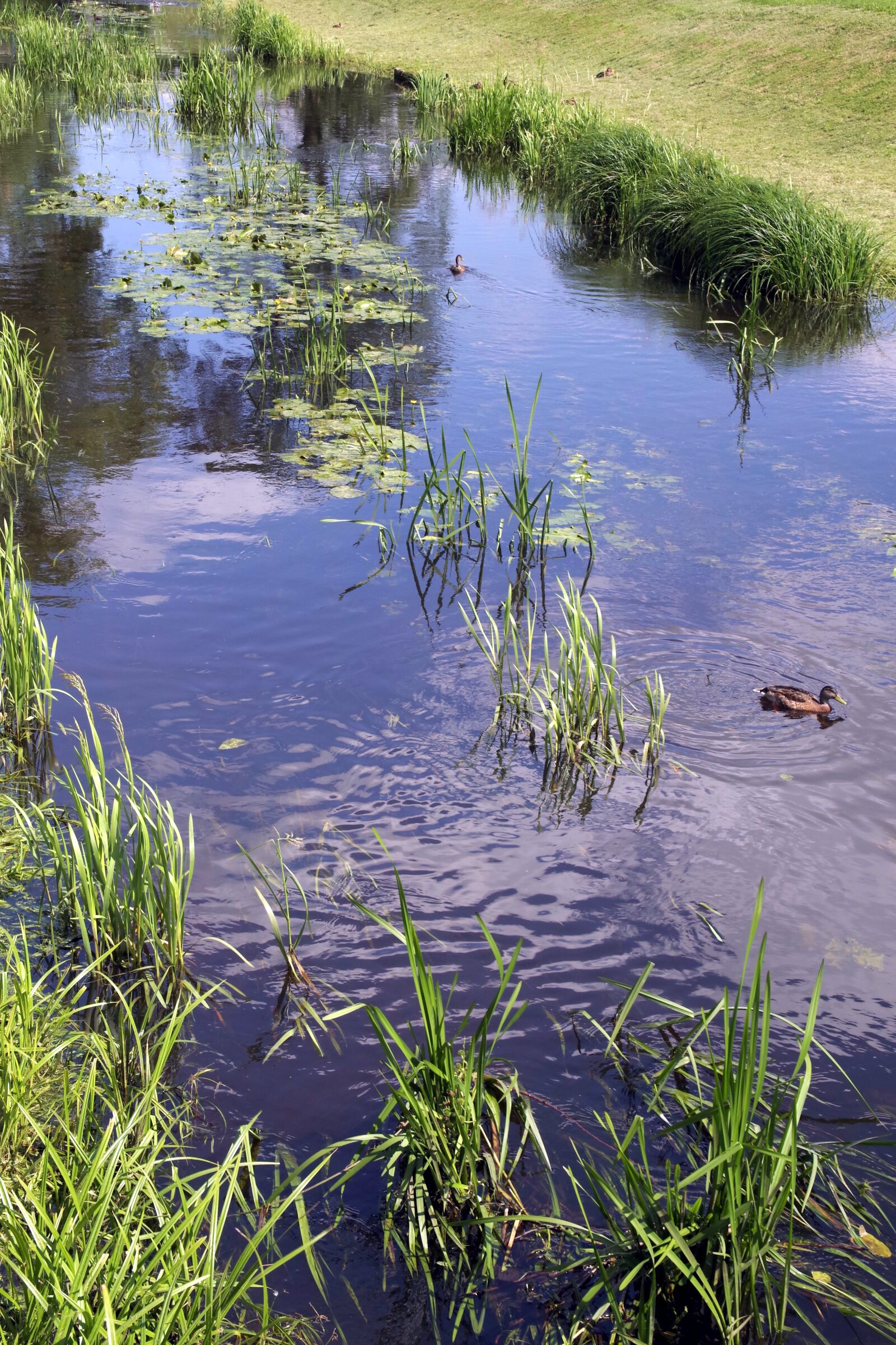 Pentax K-S2 sample photo. River, torrent, water photography