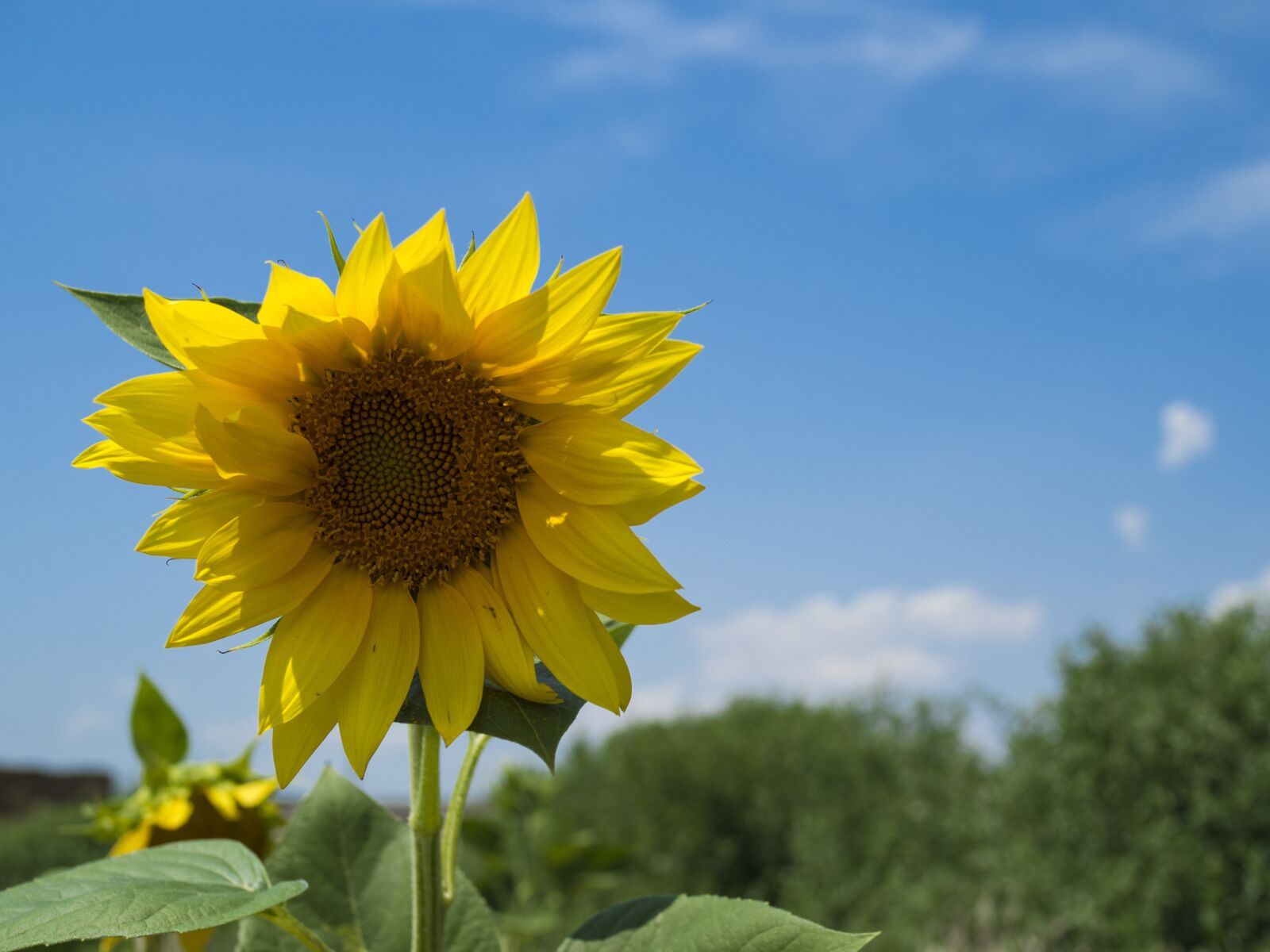 Olympus OM-D E-M10 II + Olympus M.Zuiko Digital 25mm F1.8 sample photo. Sunflower, flower, yellow photography