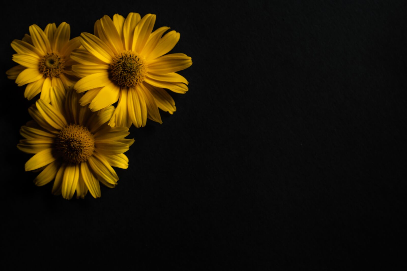 Canon EOS 700D (EOS Rebel T5i / EOS Kiss X7i) sample photo. No one, flower, plant photography
