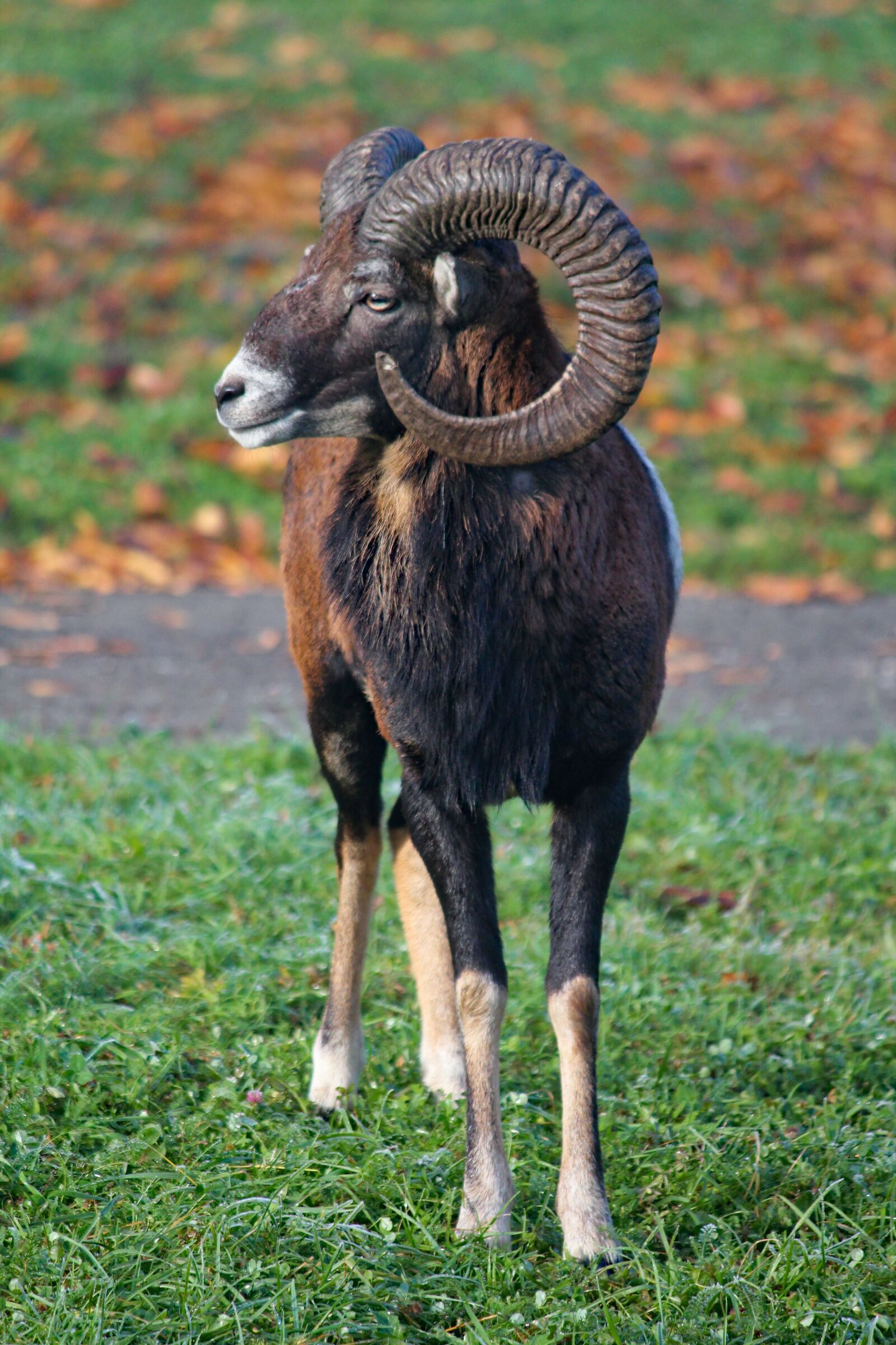 Canon EOS 550D (EOS Rebel T2i / EOS Kiss X4) sample photo. Muflon, sheep, wild photography