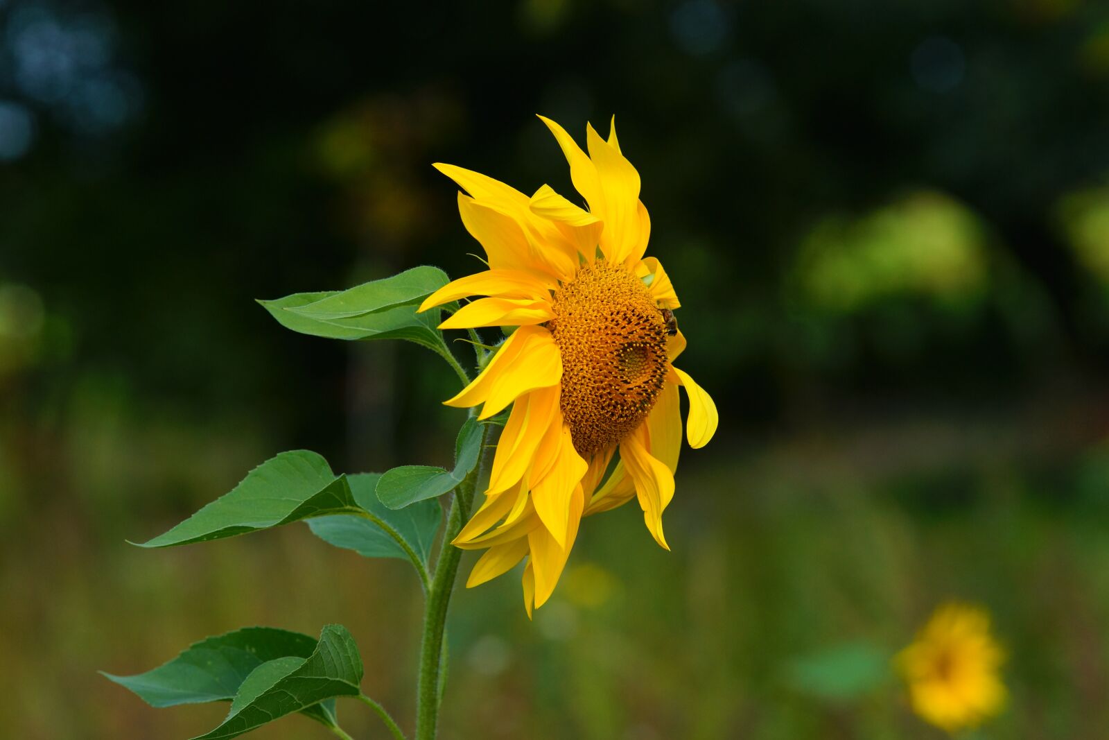 Minolta AF 200mm F2.8 HS-APO G sample photo. Sunflower, blossom, bloom photography