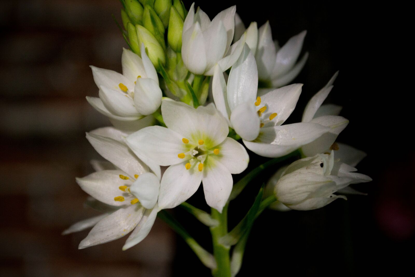Nikon D5200 sample photo. Flowers, white, white flowers photography