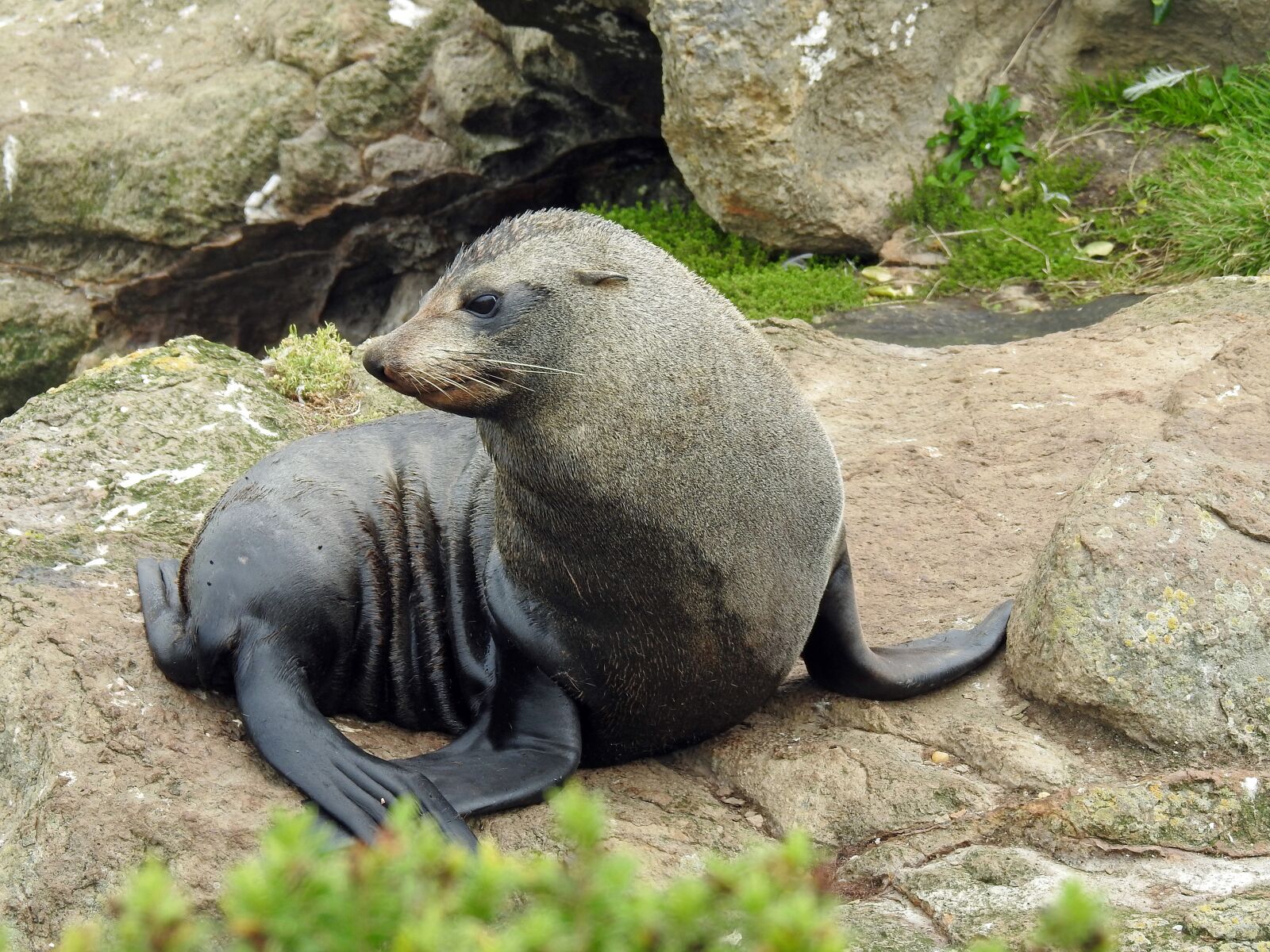 Nikon Coolpix P900 sample photo. Sea lion, young seerobbe photography