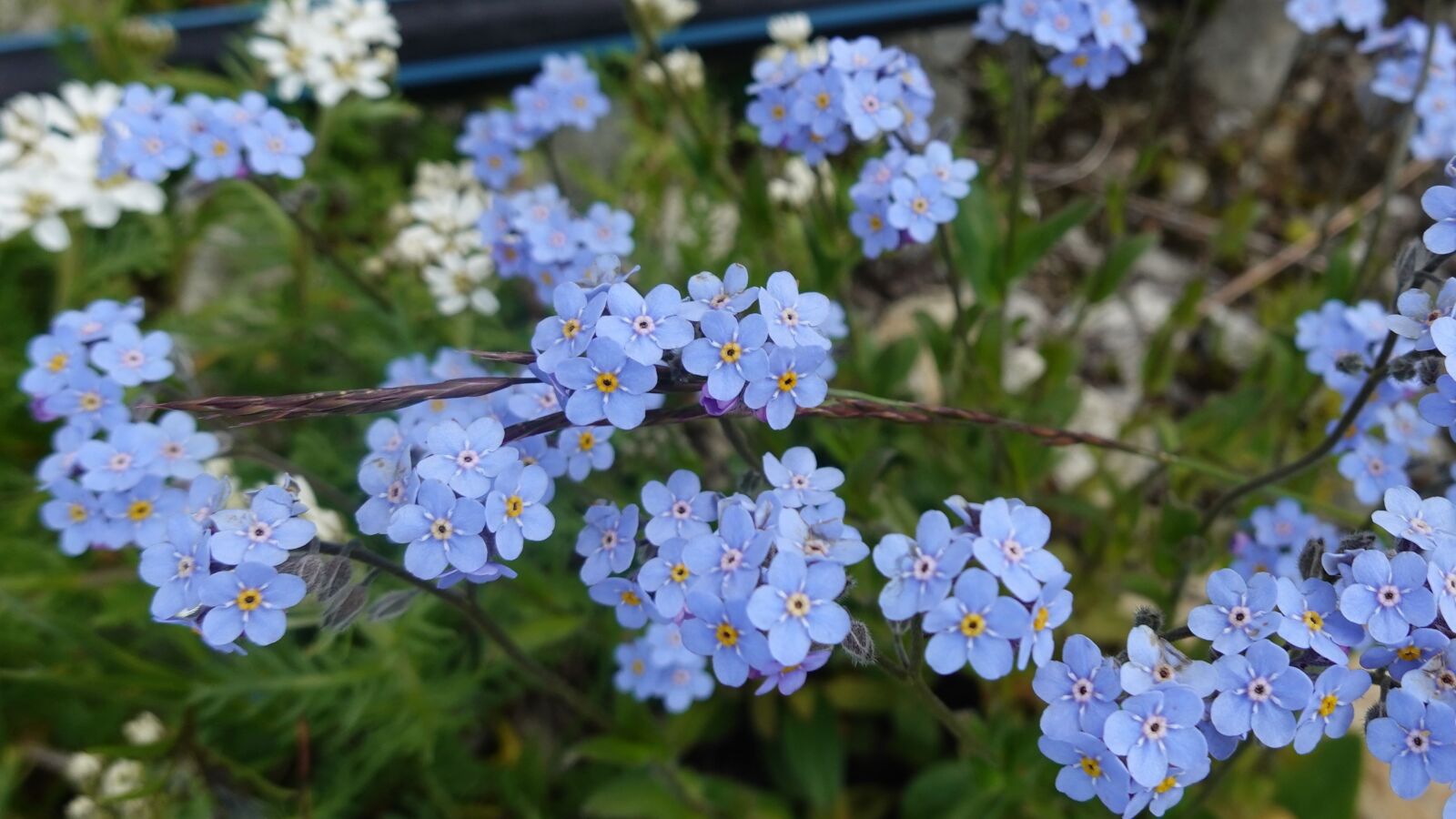 Sony DSC-RX100M7 sample photo. Flowers, blue, garden photography