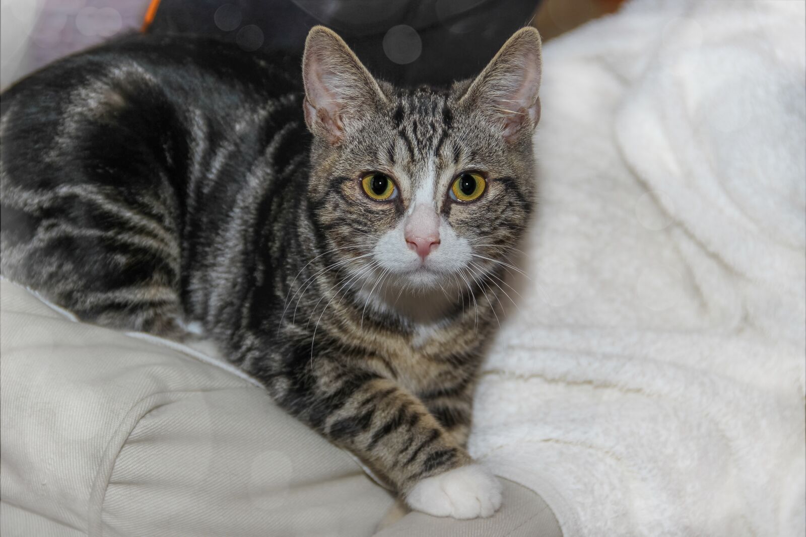 Canon EOS 600D (Rebel EOS T3i / EOS Kiss X5) sample photo. Cat, european shorthair, race photography