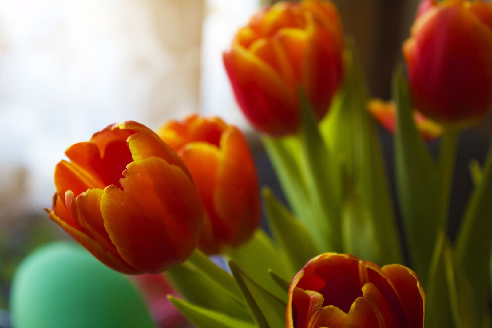 Canon EOS 650D (EOS Rebel T4i / EOS Kiss X6i) sample photo. Tulip, nature, no one photography