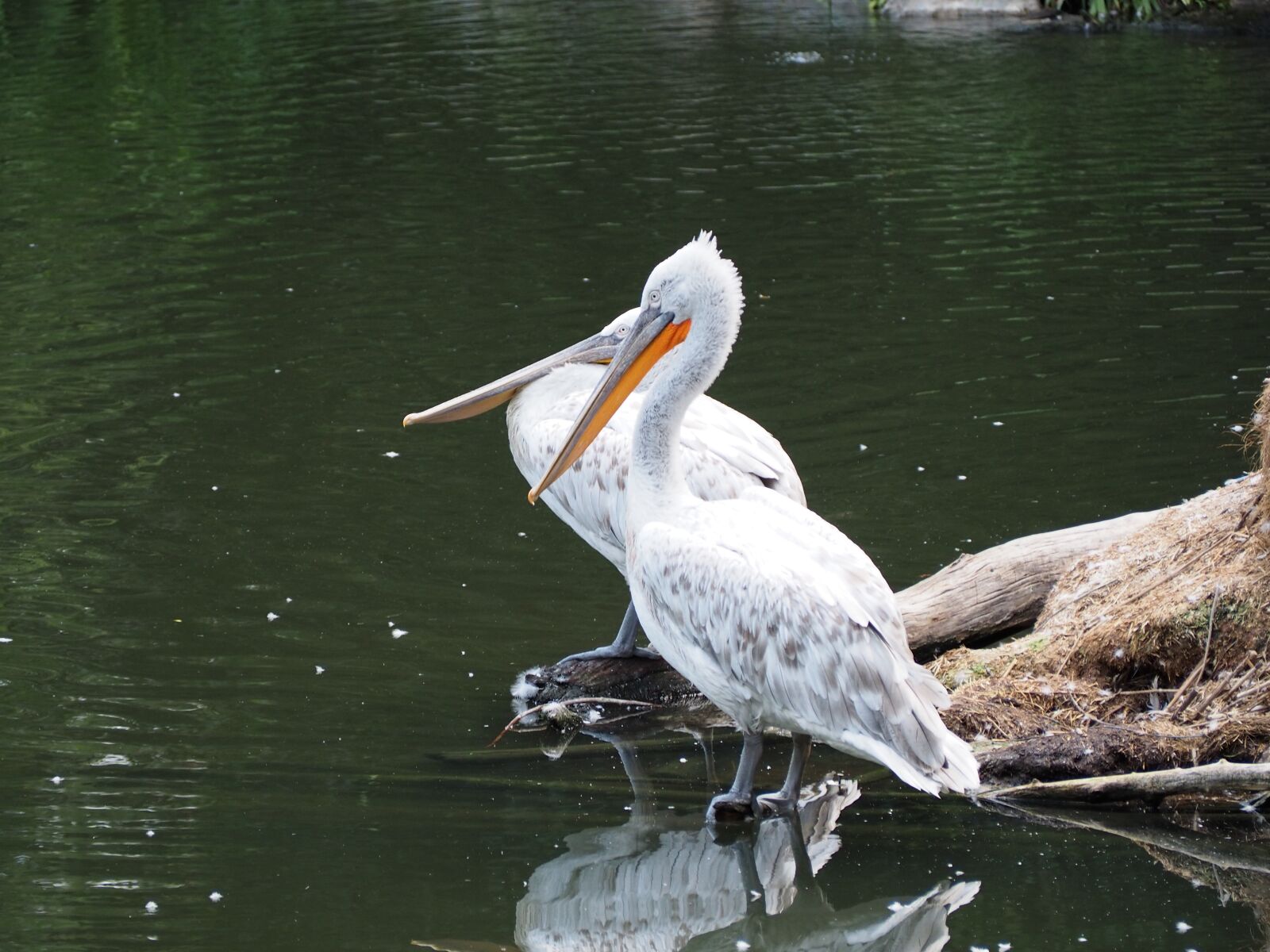 Olympus OM-D E-M10 sample photo. Pelikan, zoo, water bird photography