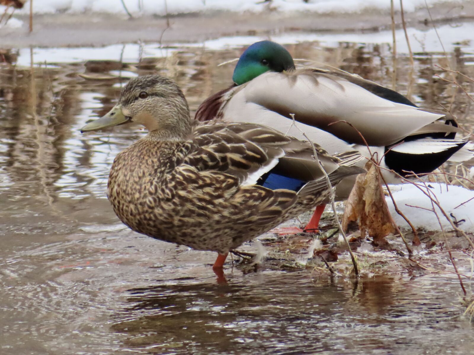 Canon PowerShot SX740 HS sample photo
