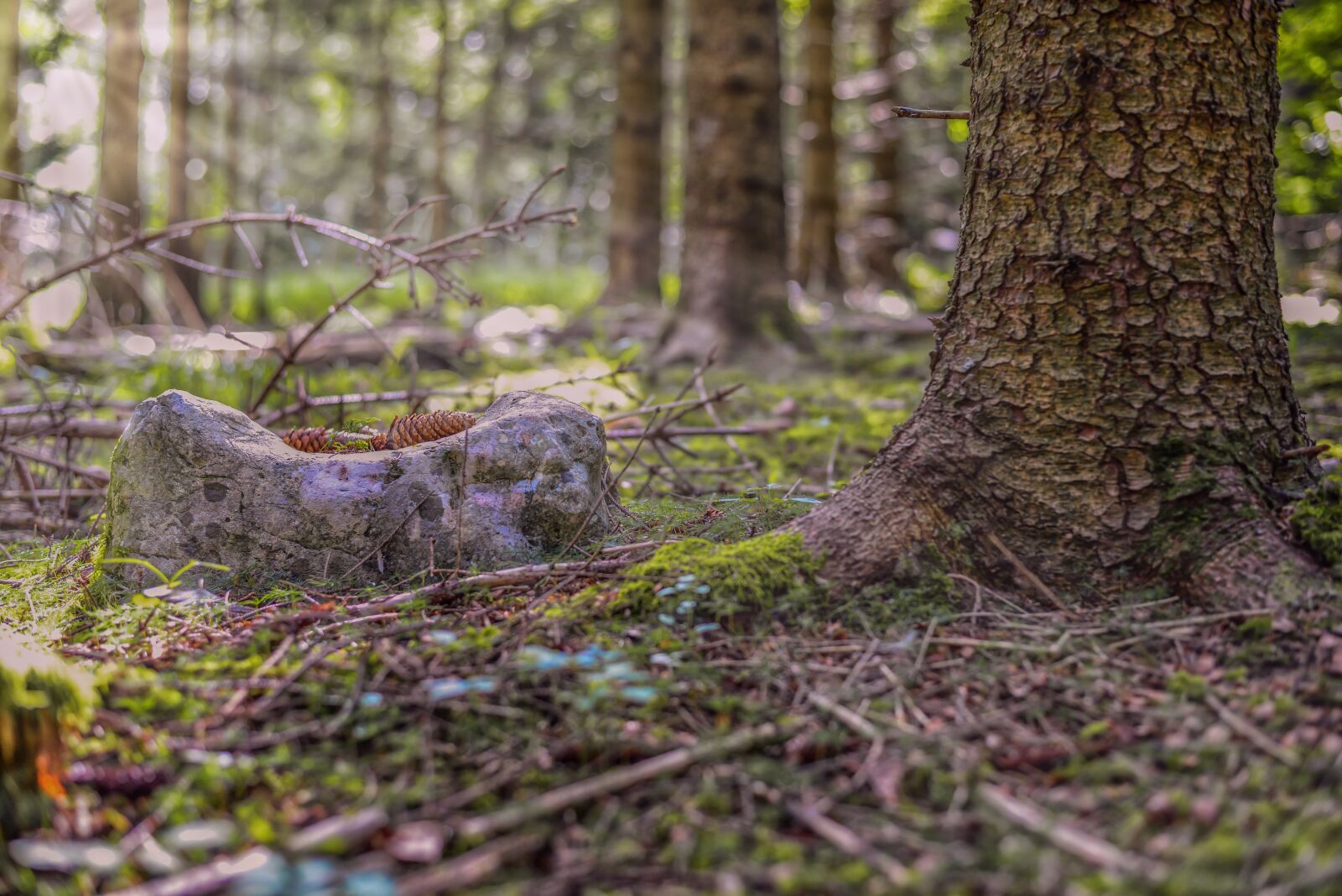 Nikon D800 sample photo. Forest, light, light beam photography