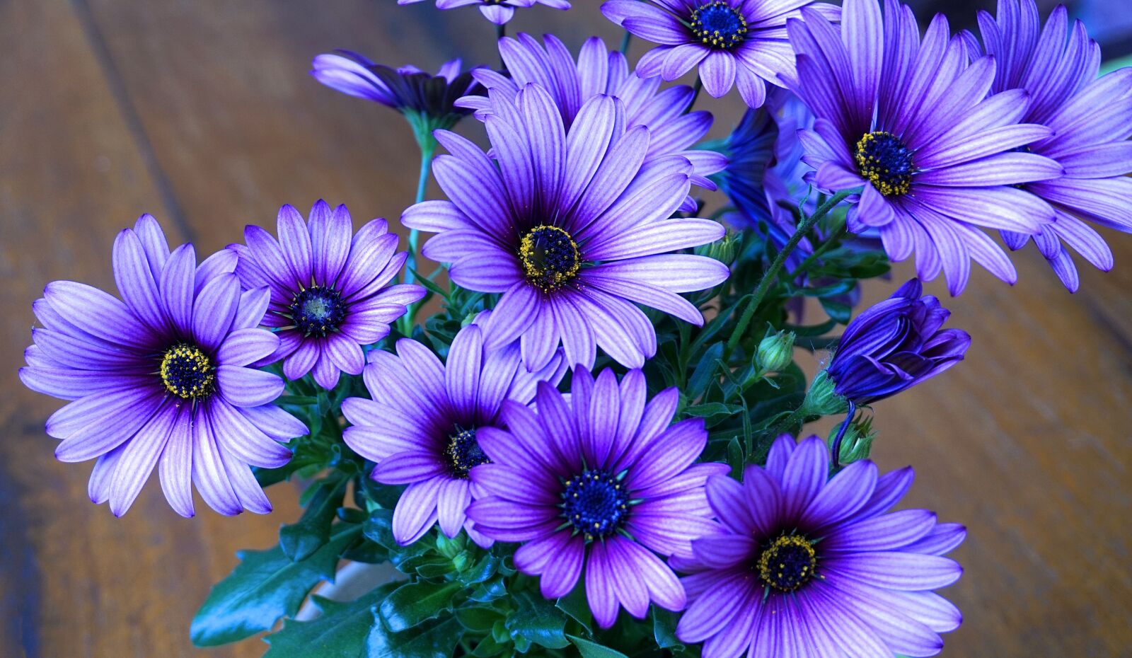 Sony Alpha a5000 (ILCE 5000) sample photo. Flowers, blue, blossom photography