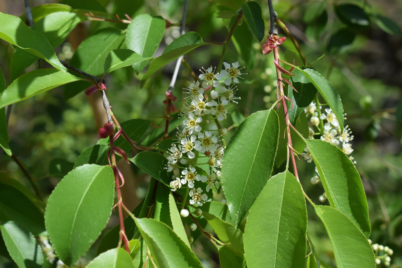 Nikon D3300 sample photo. Chokecherry blossoms and leaves photography
