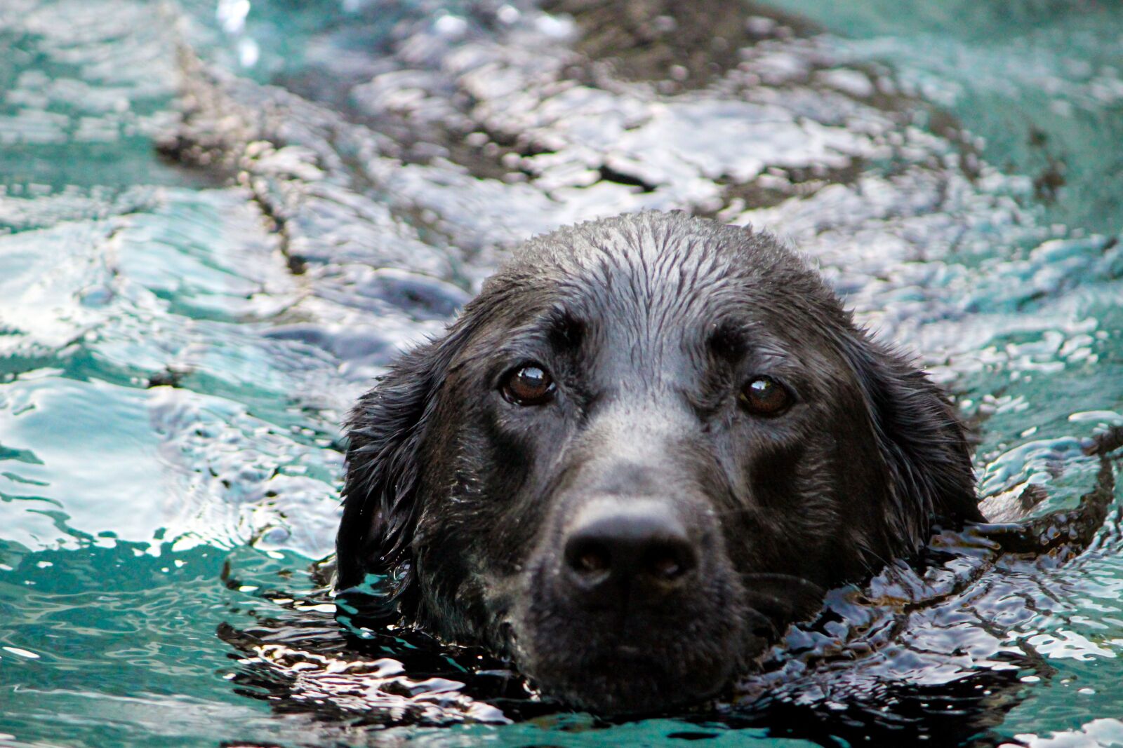 Canon EF-S 55-250mm F4-5.6 IS sample photo. Dog, water, snout photography