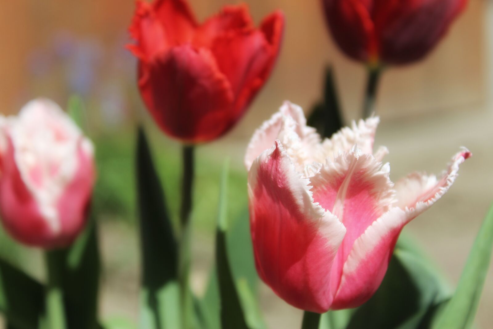 Canon EOS 1300D (EOS Rebel T6 / EOS Kiss X80) sample photo. Flower, tulip, nature photography