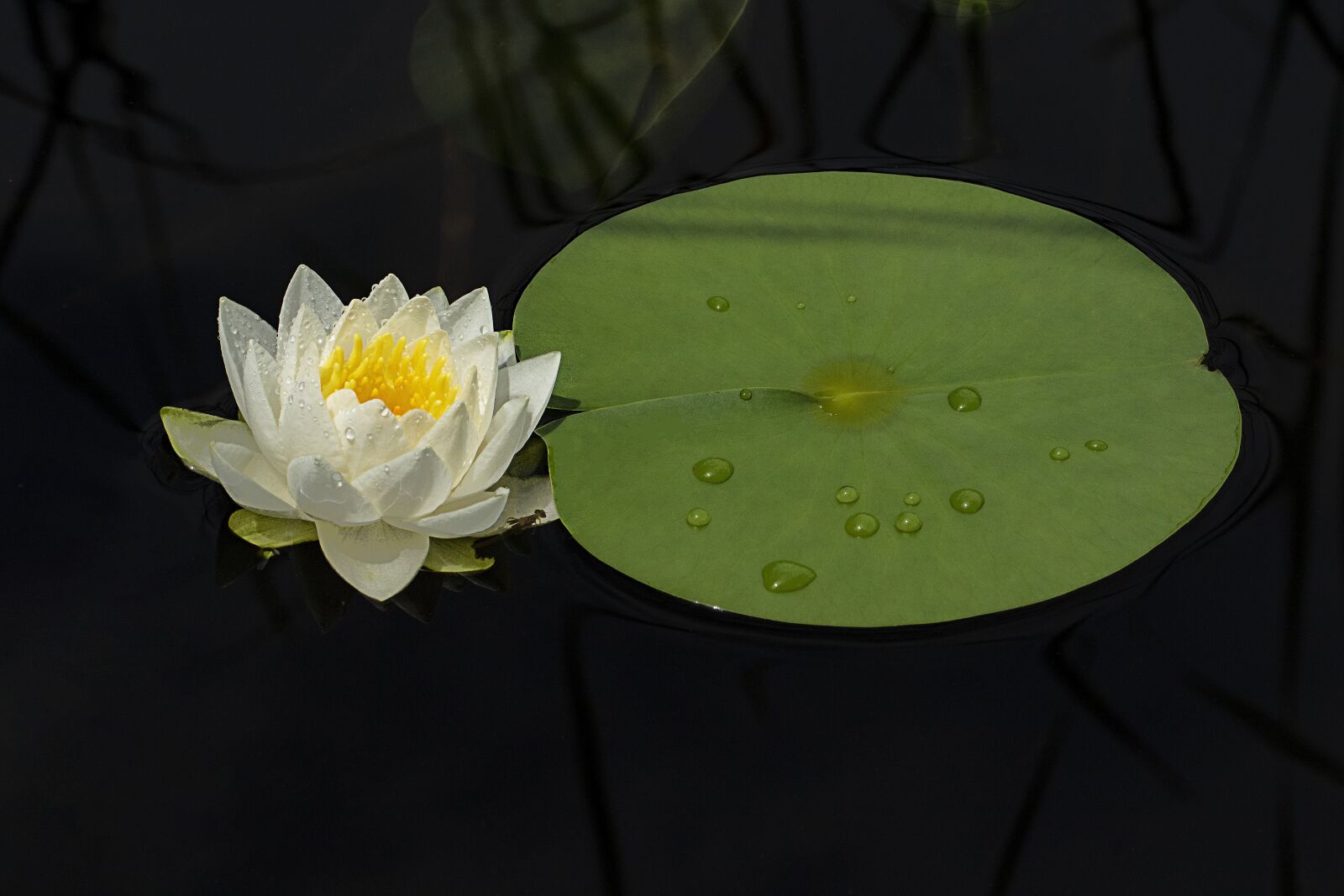 Canon EOS 7D Mark II + Canon EF 100mm F2.8L Macro IS USM sample photo. Water lilies, flowers, pond photography