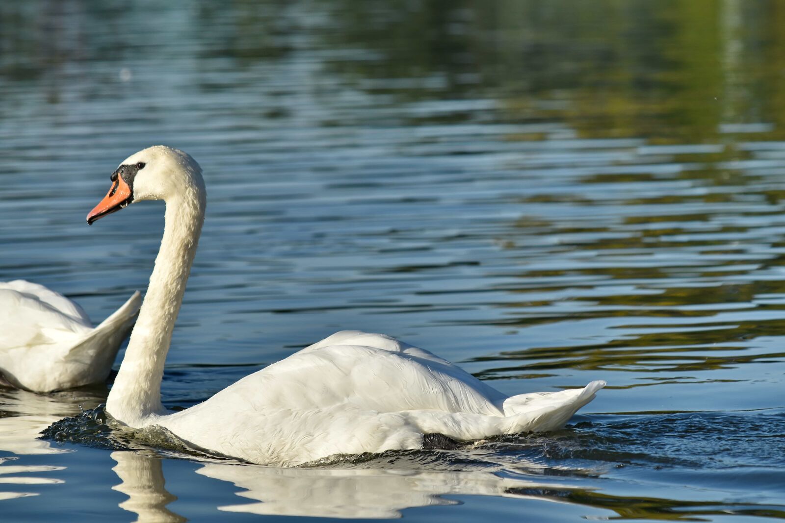 Nikon D5500 sample photo. Daylight, lakeside, swan, swimming photography