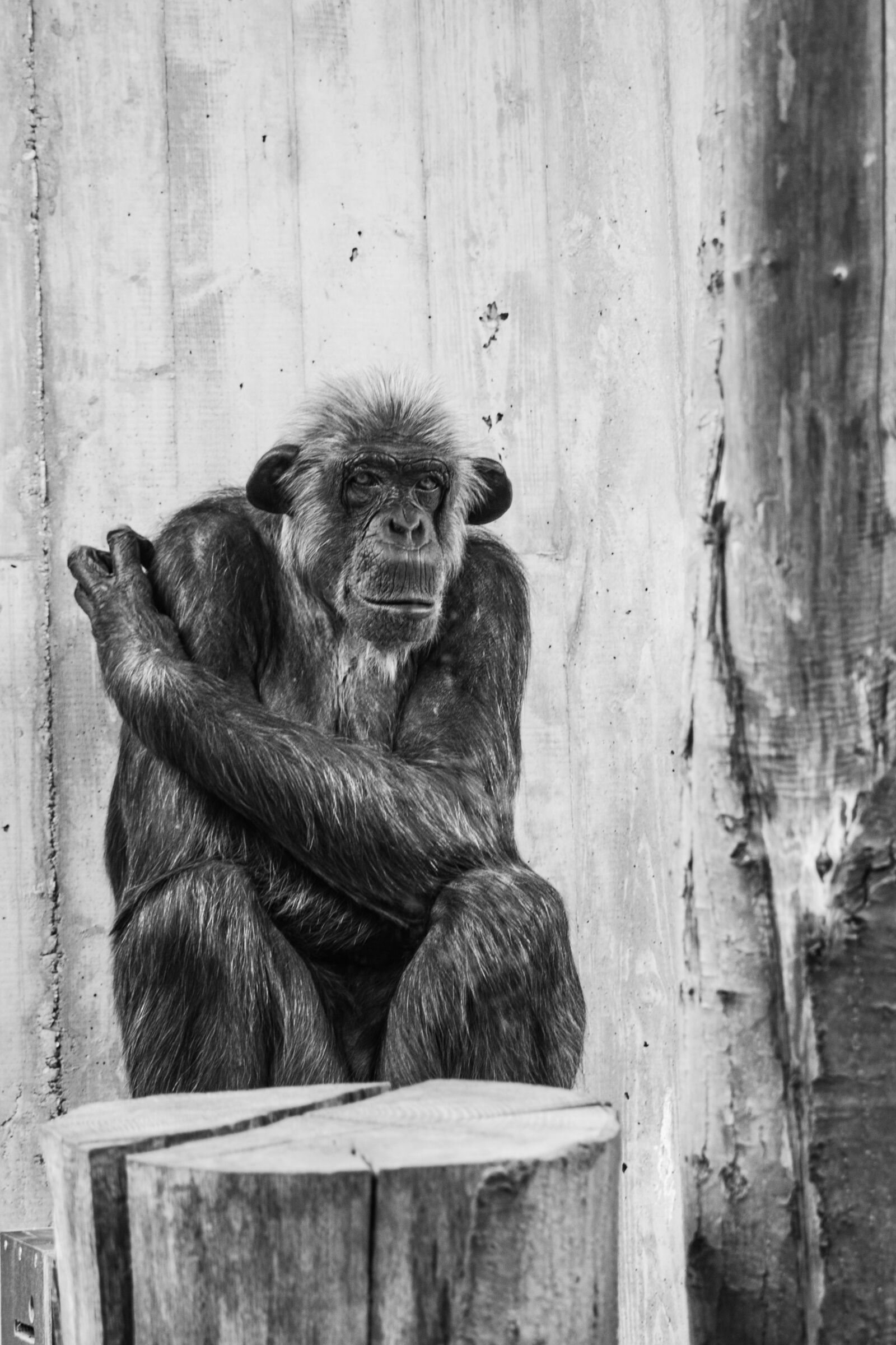 Nikon D3400 sample photo. Monkey, human, zoo photography