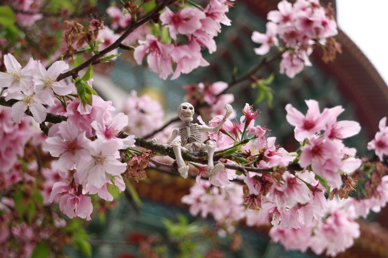 Canon EOS M3 sample photo. Cherry blossoms, tianyuan palace photography