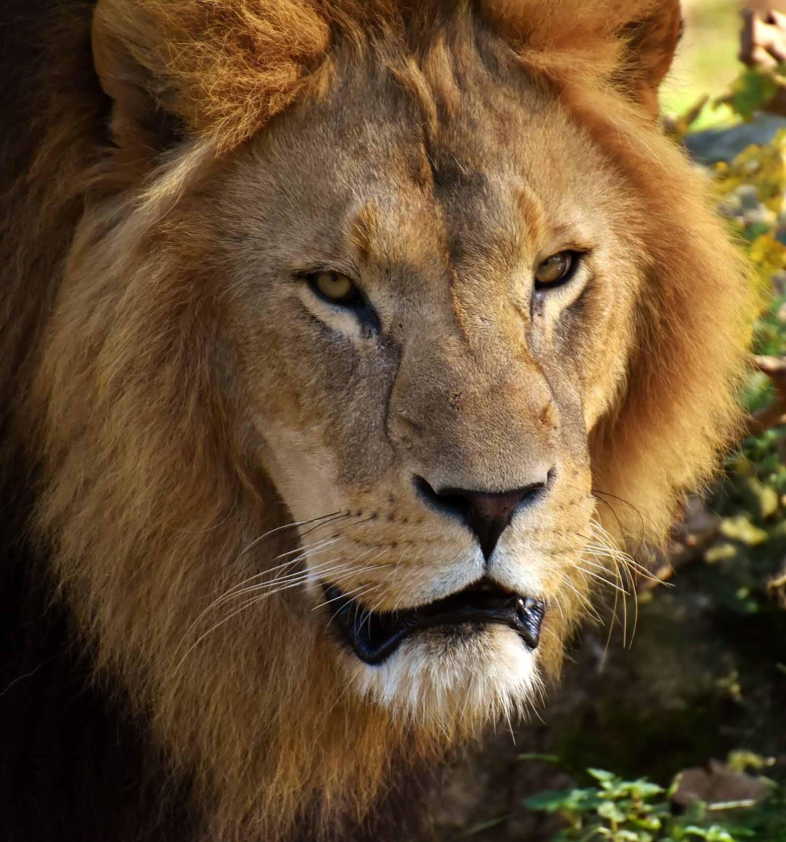 Nikon D7200 sample photo. Lion, predator, dangerous photography