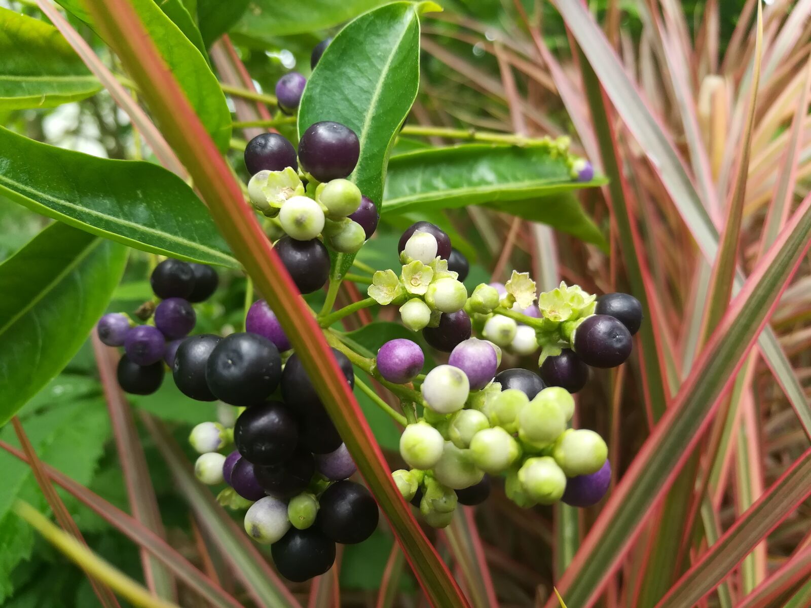 HUAWEI GR5 2017 sample photo. Fruit, green, violet photography