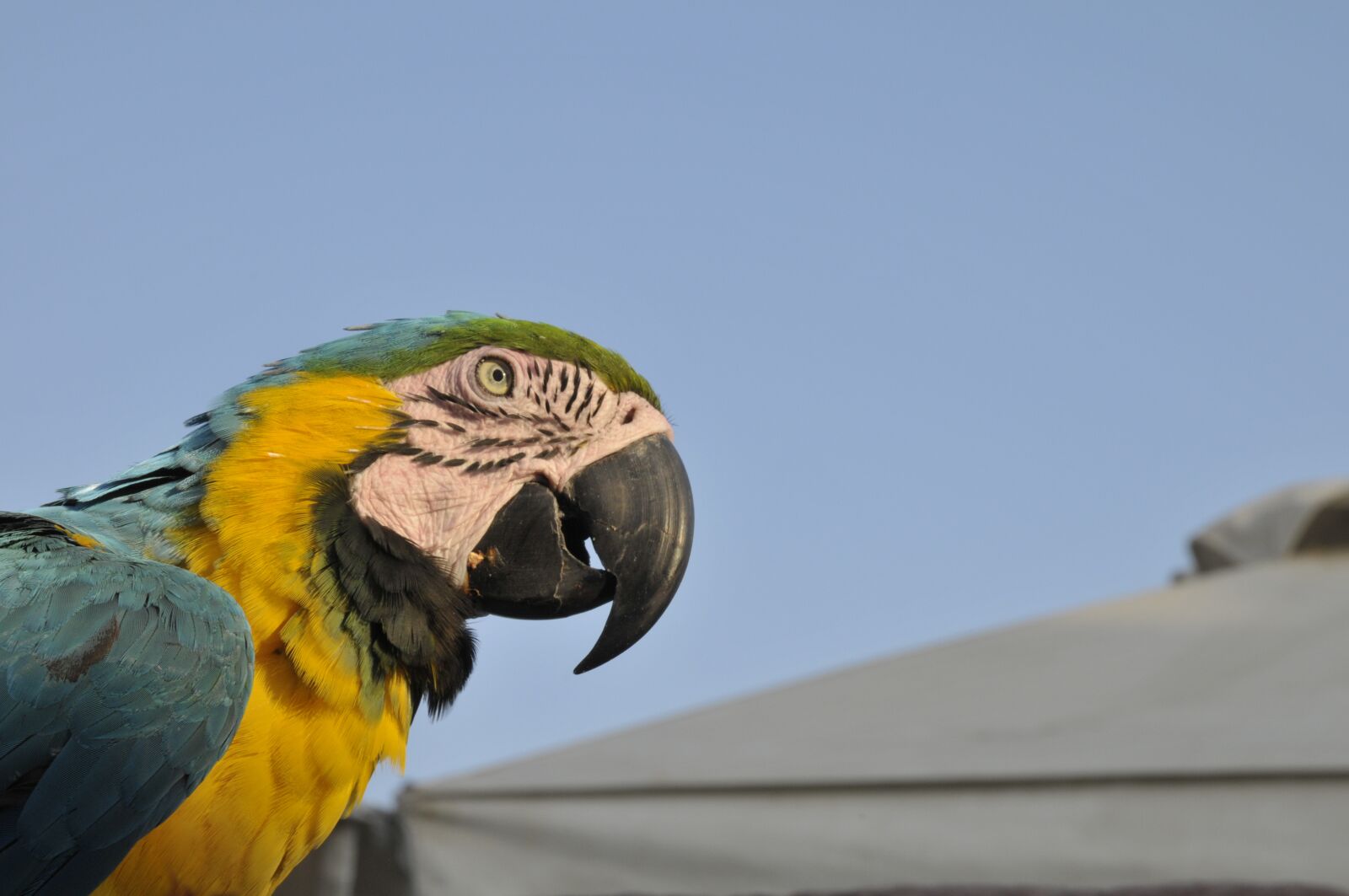 Nikon D300 sample photo. Parrot, ierapetra photography