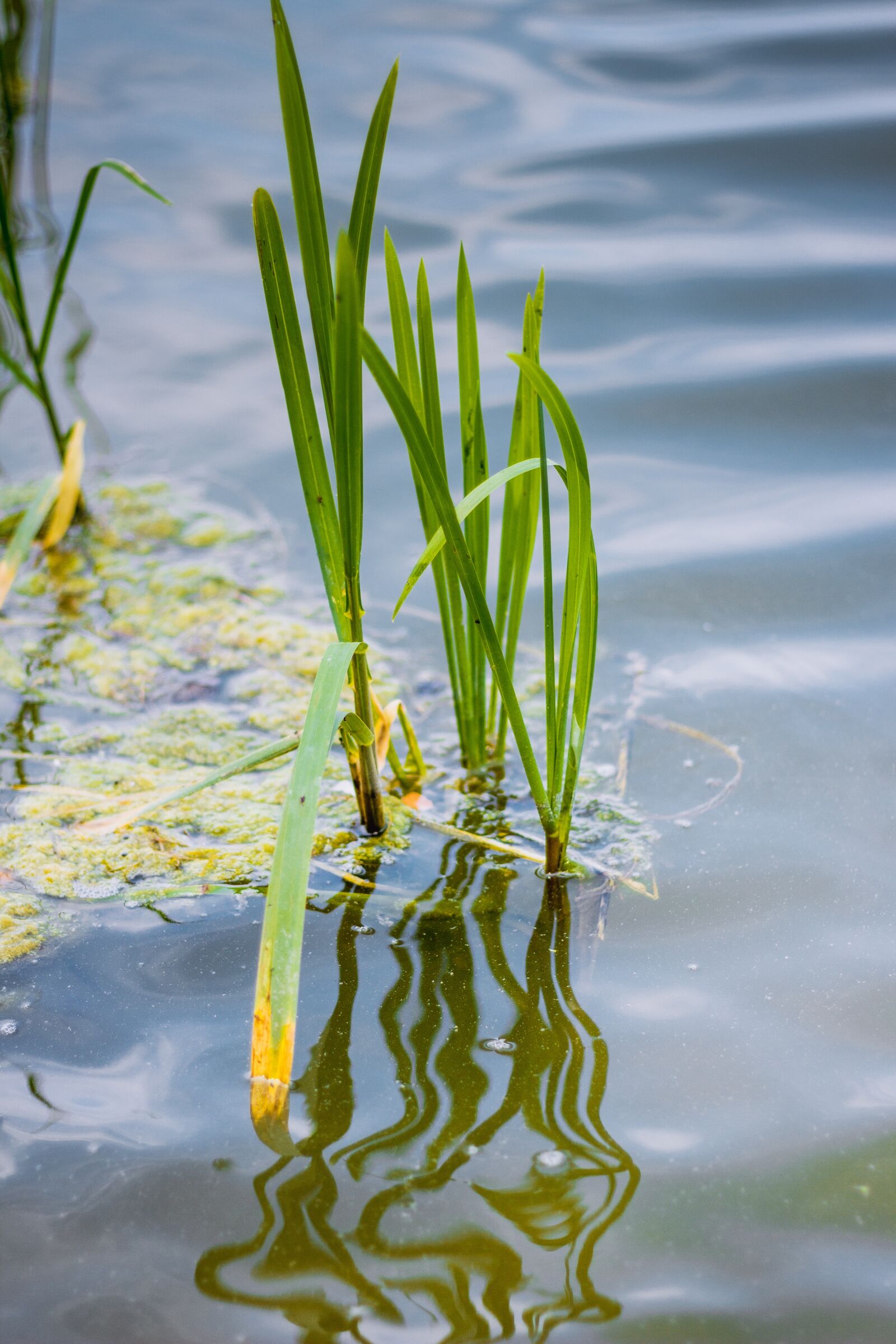 Canon EOS 60D + Canon EF 50mm F1.8 II sample photo. Water, lake, lagoon photography