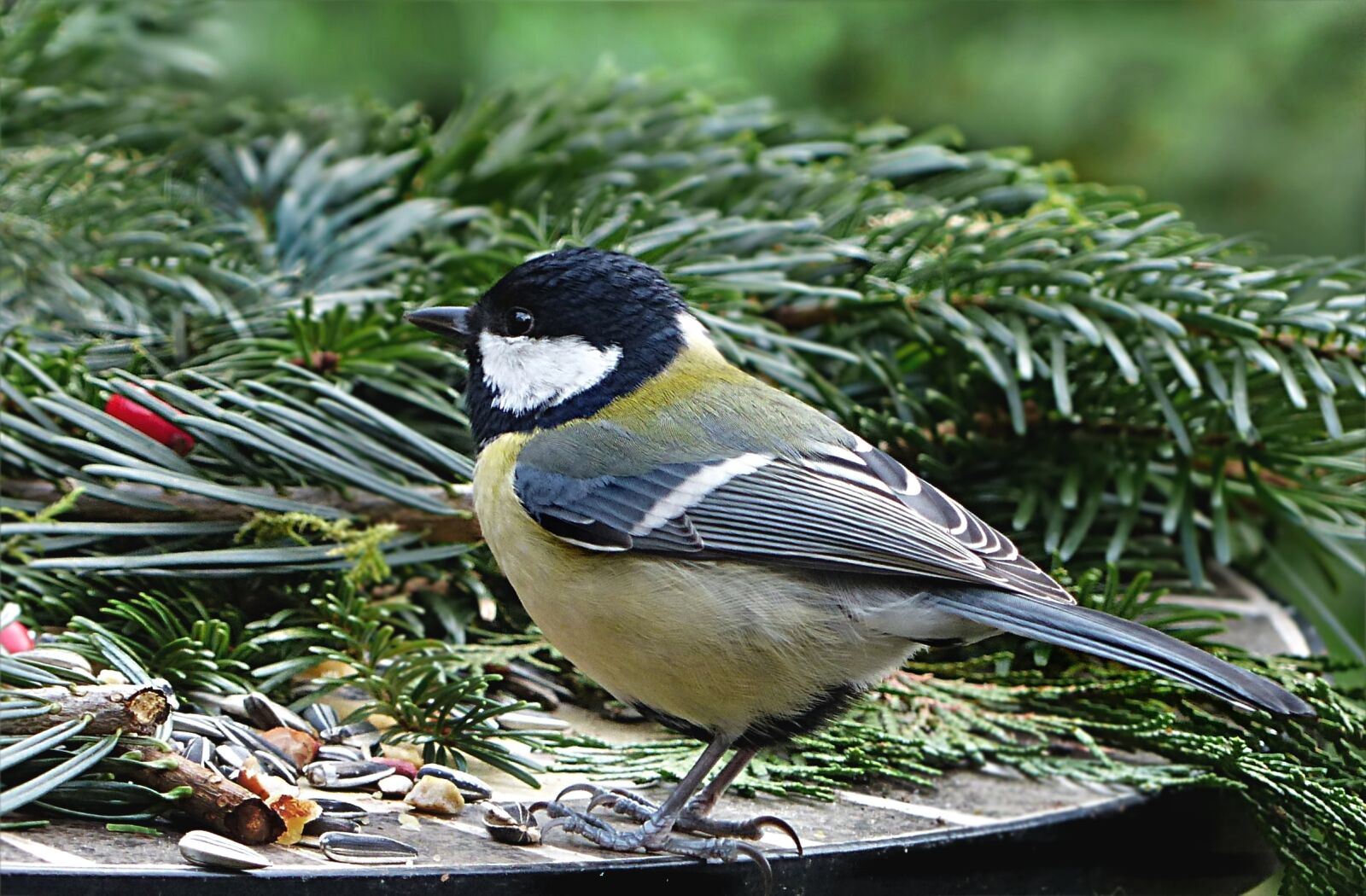 Panasonic Lumix DMC-FZ200 sample photo. Animal, bird, tit photography