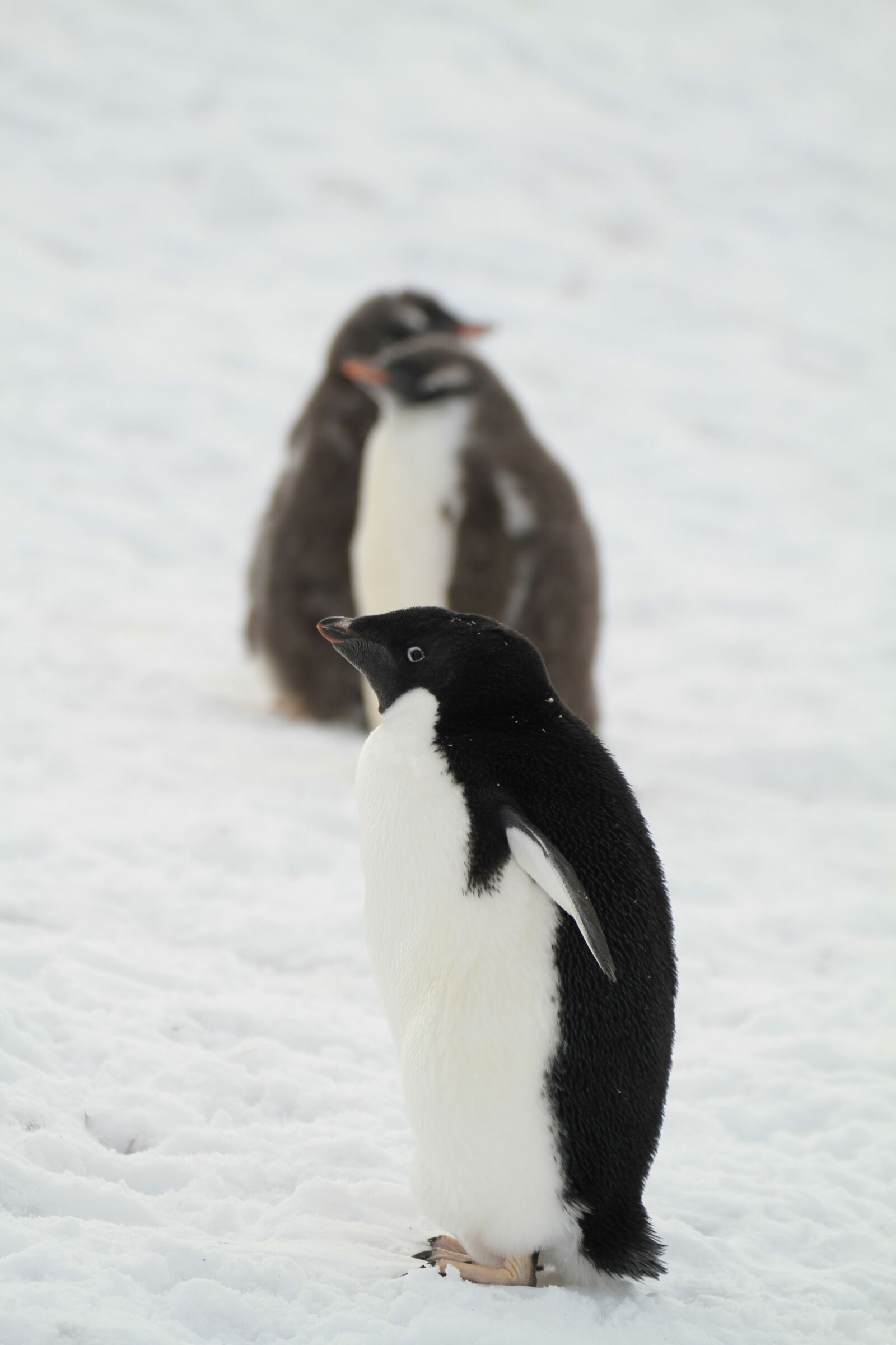 Canon EOS 7D sample photo. Penguin, antarctica, small animals photography