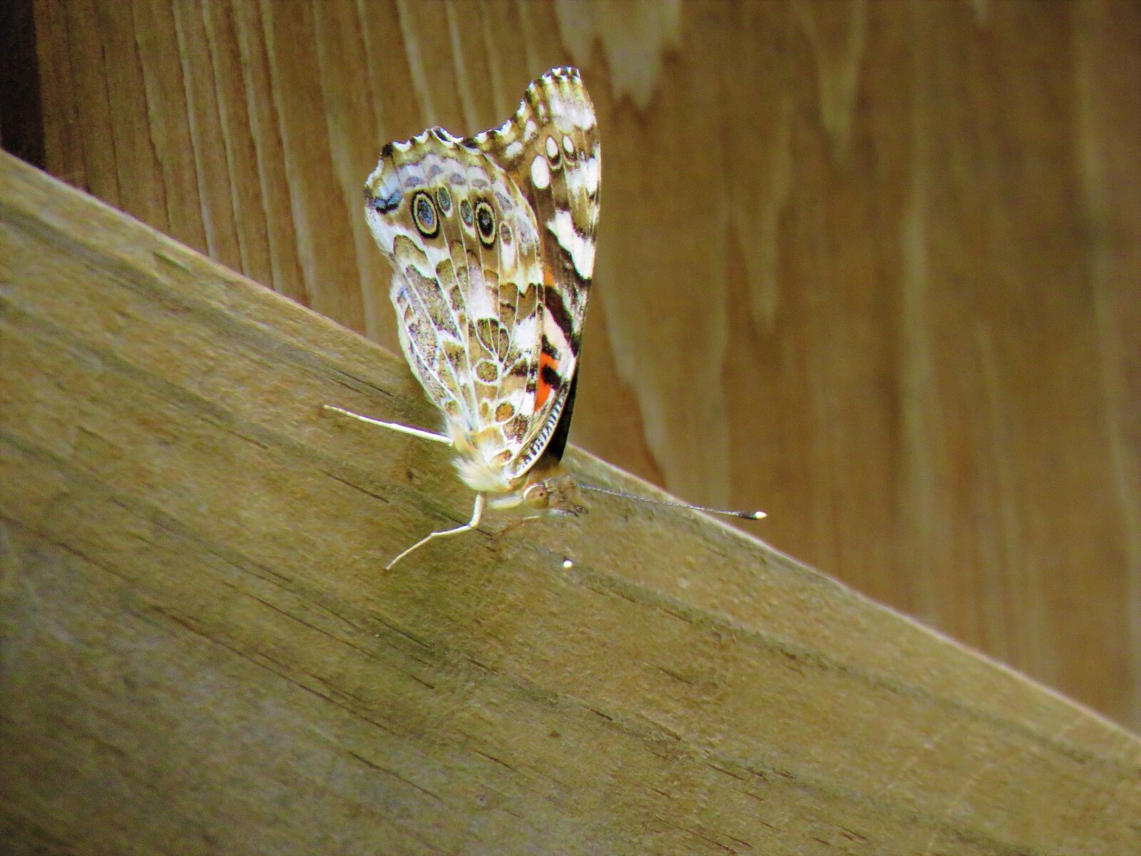Canon PowerShot SX60 HS sample photo. Butterfly, insect, colorful photography