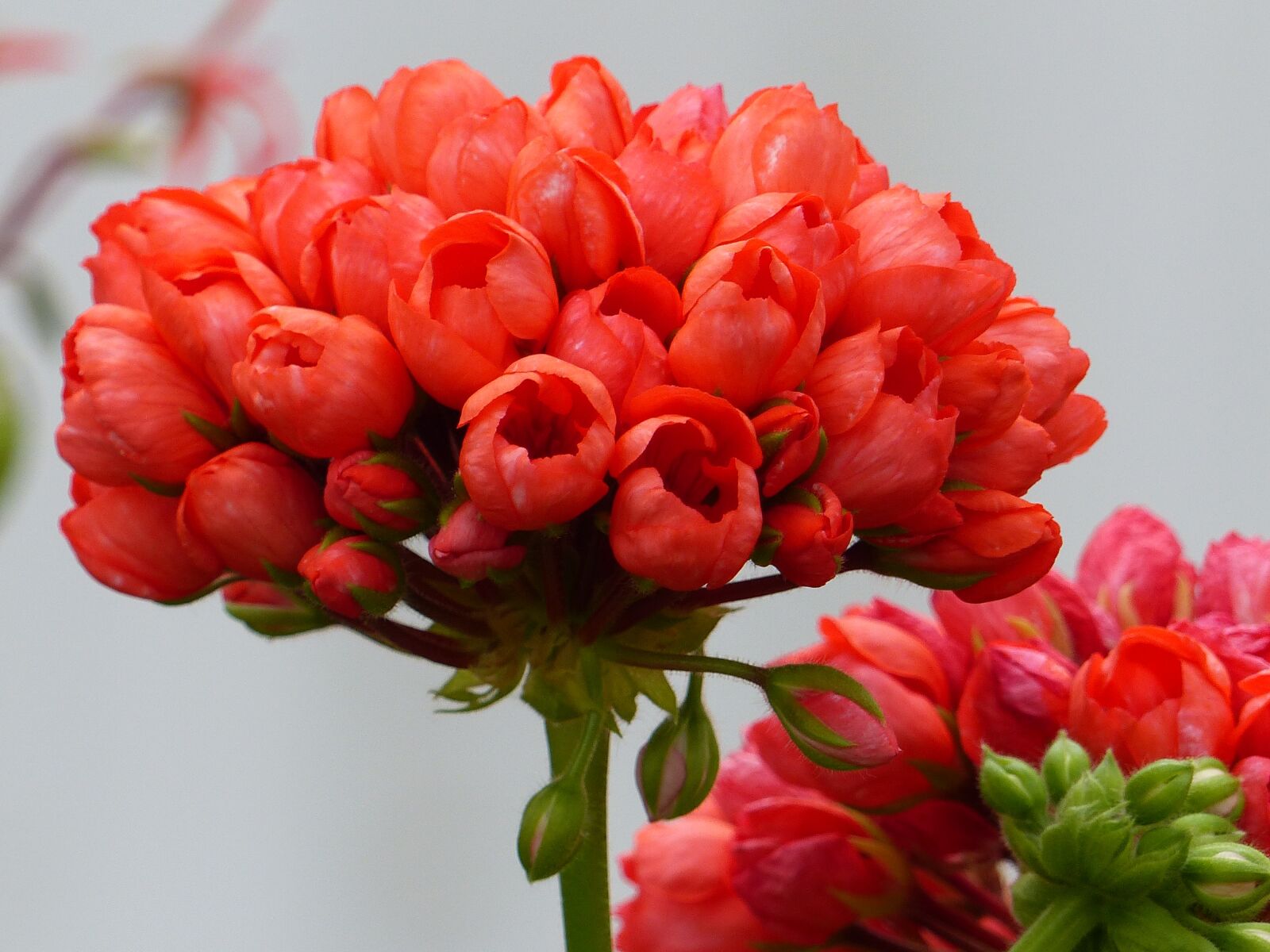 Panasonic Lumix DMC-FZ200 sample photo. Geranium, red, garden photography