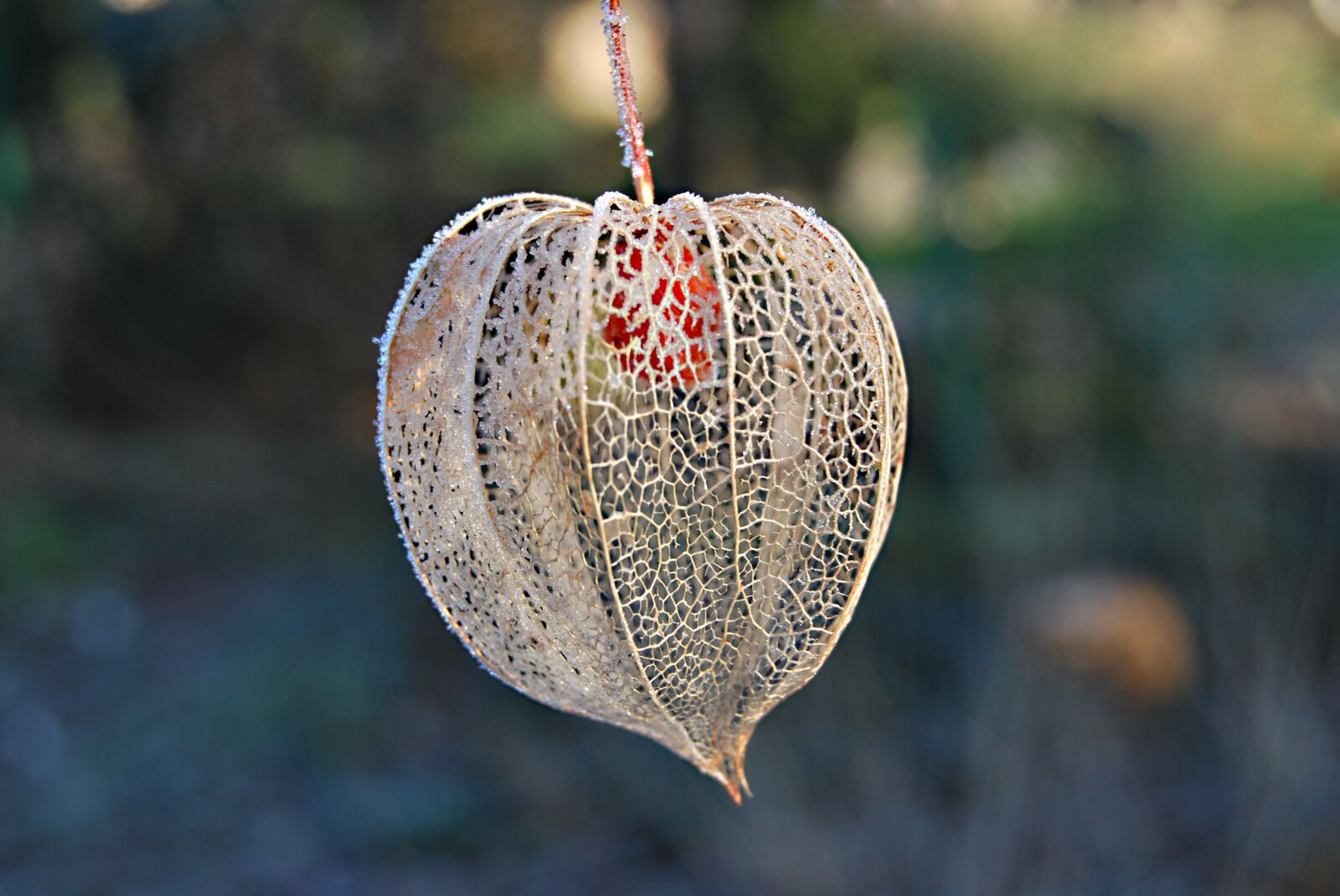 Nikon D60 sample photo. Nature, frost, tomatillo photography