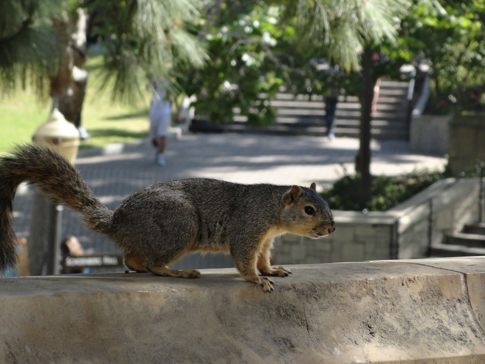 Sony Cyber-shot DSC-H70 sample photo. Ucla, squirrel, on wall photography