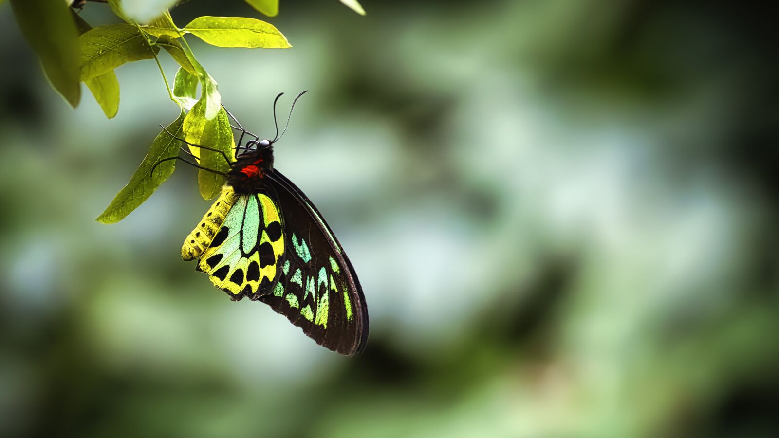 Canon EOS 5D Mark IV + Canon EF 100-400mm F4.5-5.6L IS II USM sample photo. Butterfly, tropical, yellow photography