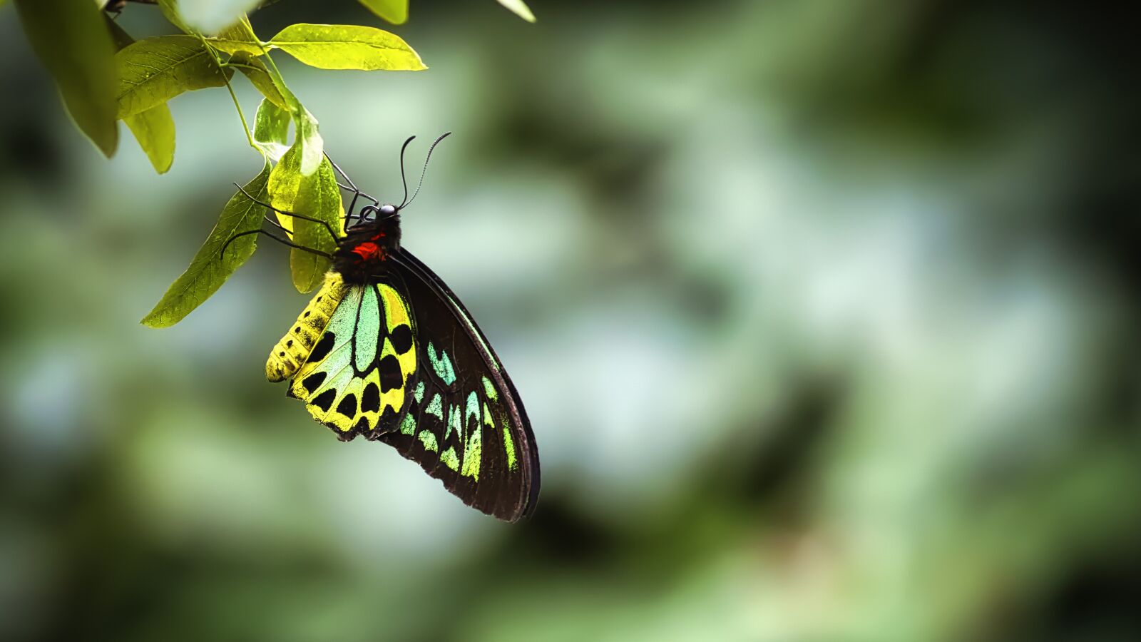 Canon EOS 5D Mark IV sample photo. Butterfly, tropical, yellow photography