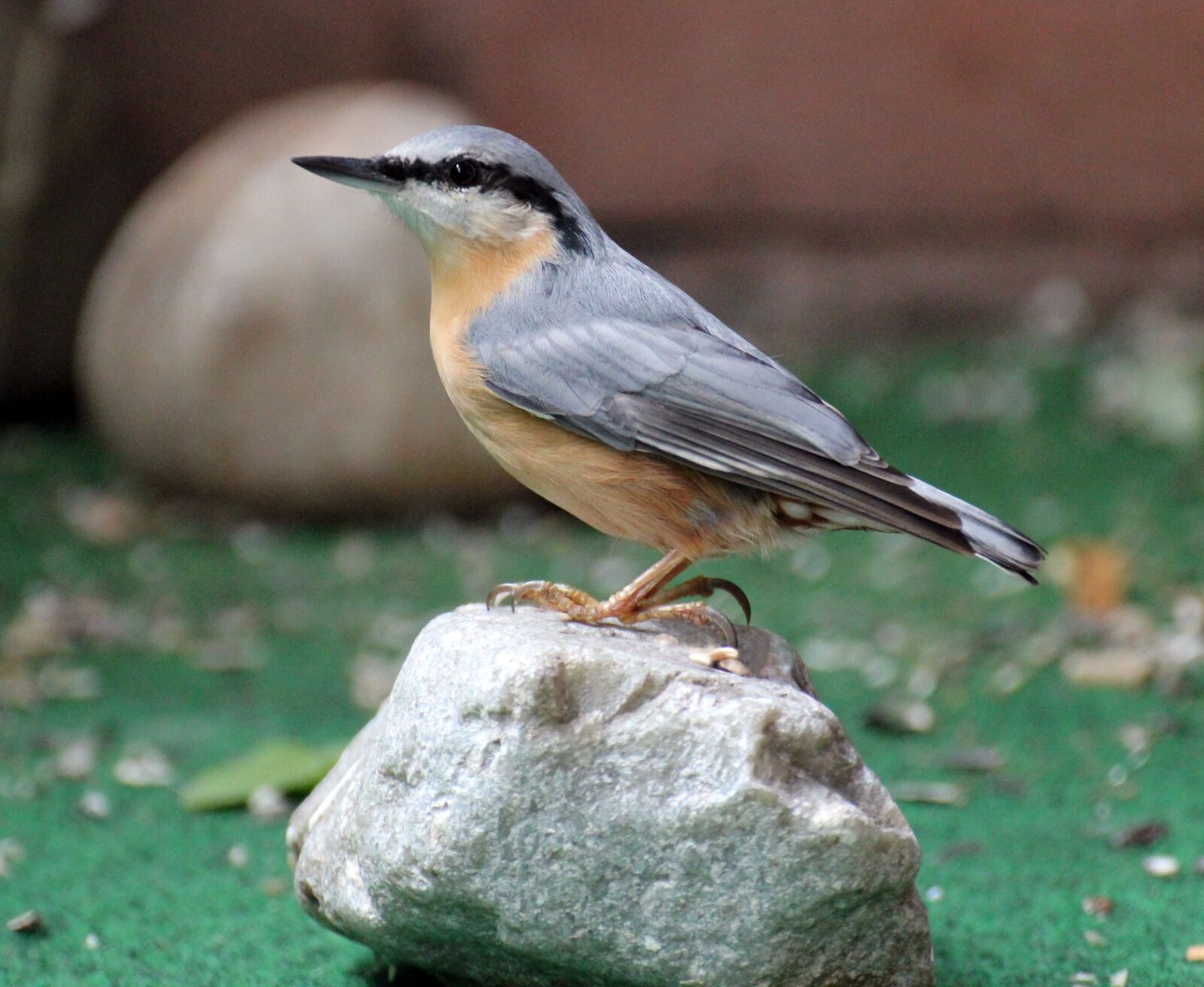 Canon EOS 550D (EOS Rebel T2i / EOS Kiss X4) sample photo. Kleiber, garden bird, small photography