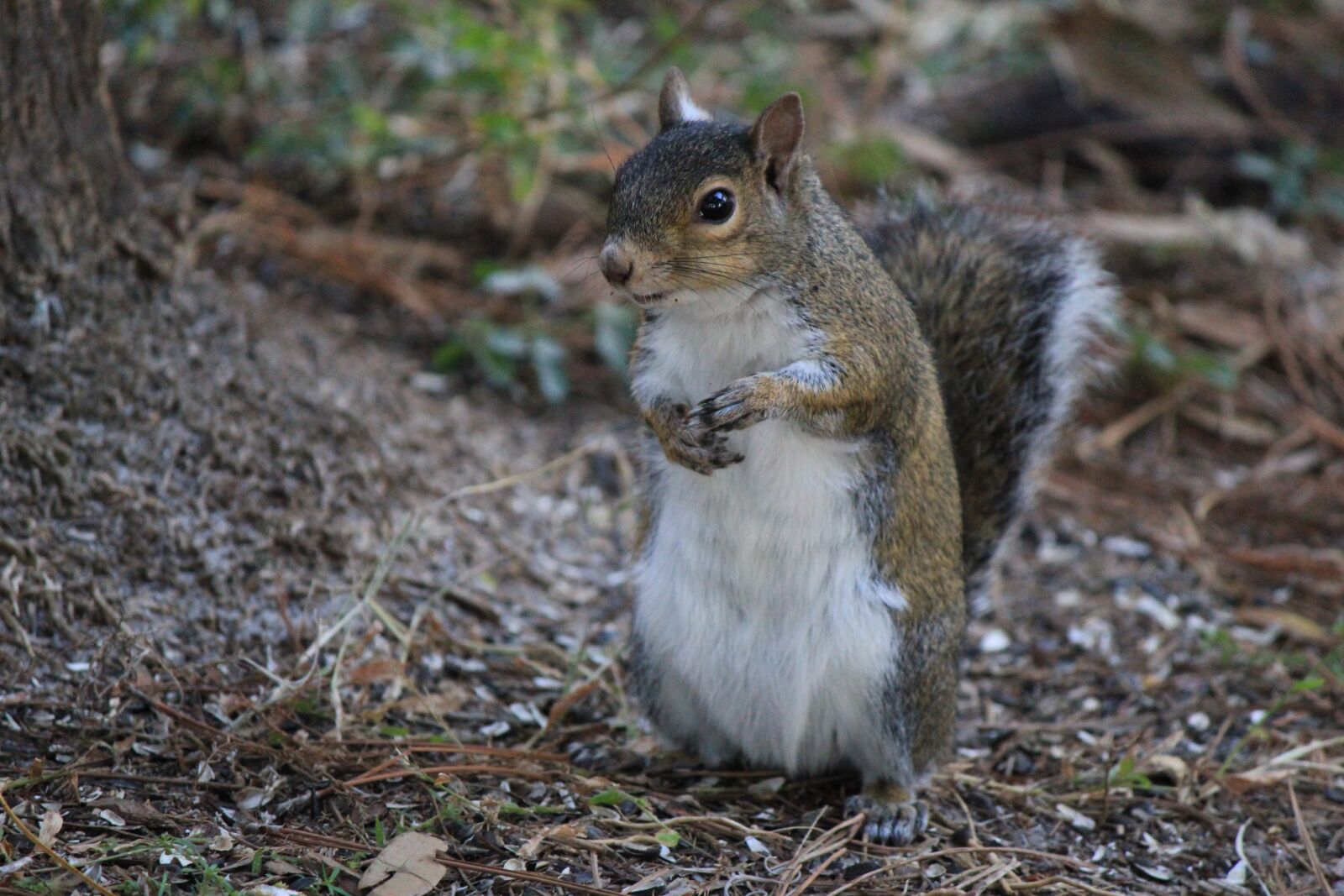 Canon EOS 550D (EOS Rebel T2i / EOS Kiss X4) sample photo. Squirrel, posed, nature photography