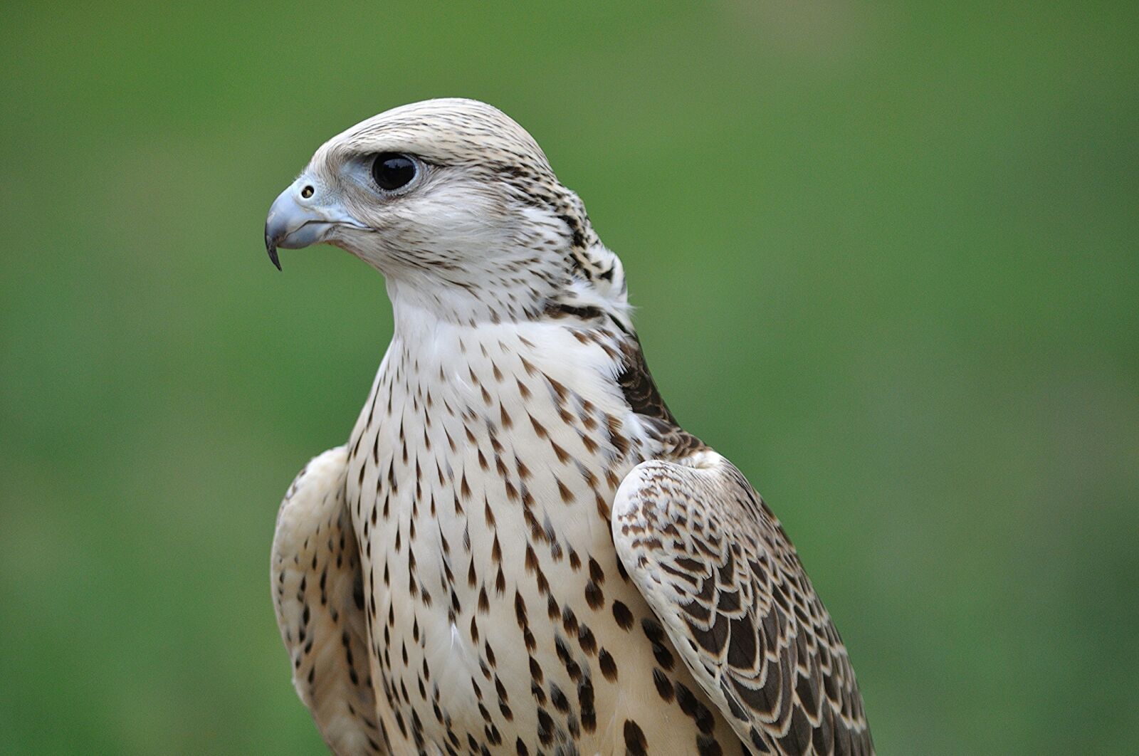 Nikon D5000 sample photo. Falcon, bird, wildlife photography