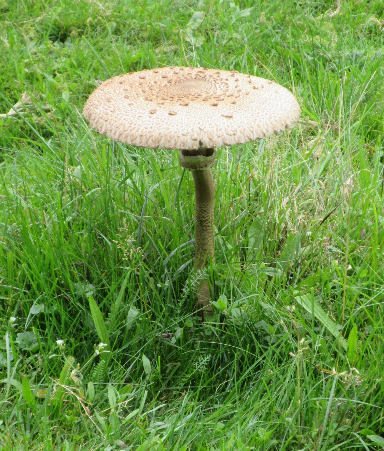 Canon PowerShot ELPH 350 HS (IXUS 275 HS / IXY 640) sample photo. Mushroom, meadow, nature photography