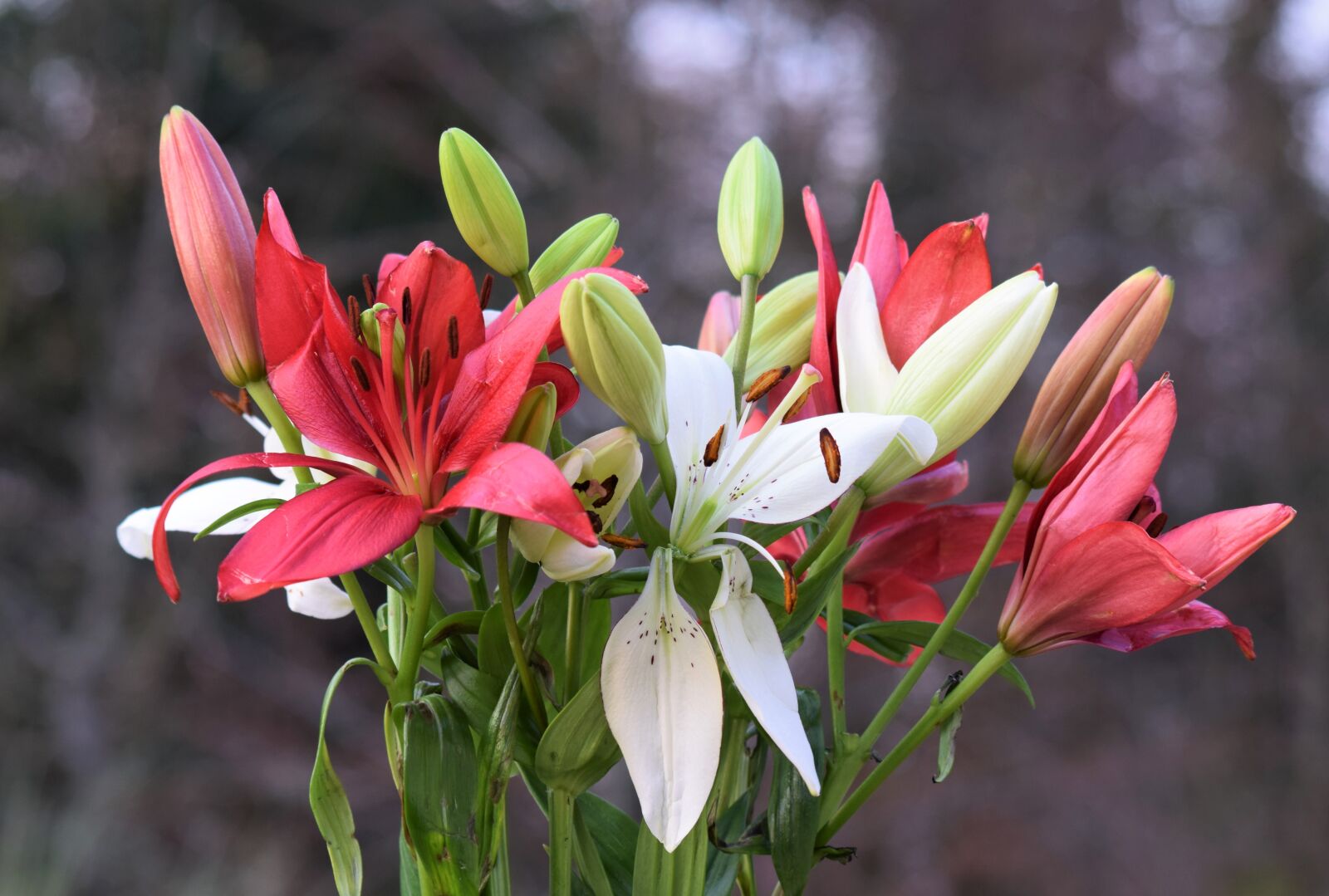 Nikon D5300 sample photo. Lilies, flowers, bloom photography