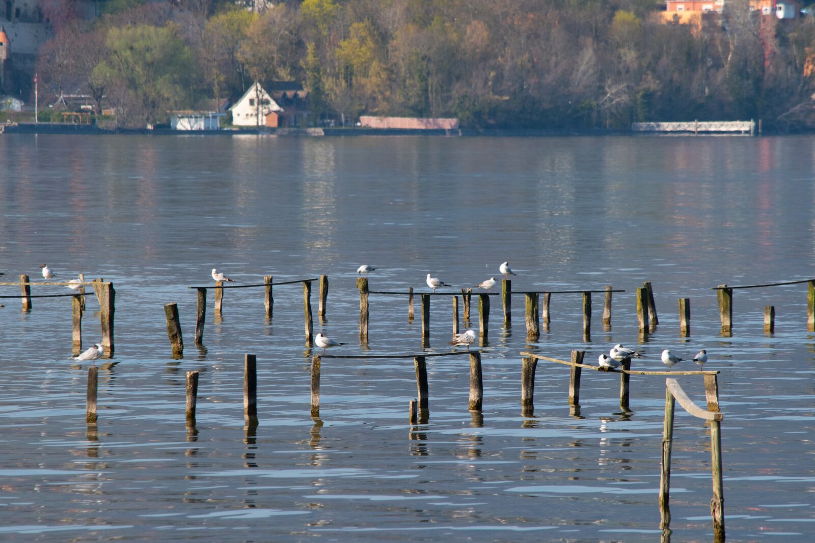 Nikon D5500 sample photo. Bird, rest, lake photography