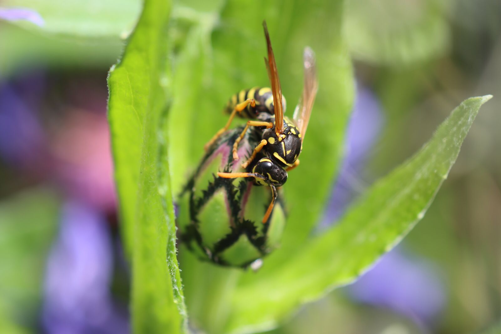 Canon EOS 90D sample photo. Wasp, hornet, insect photography